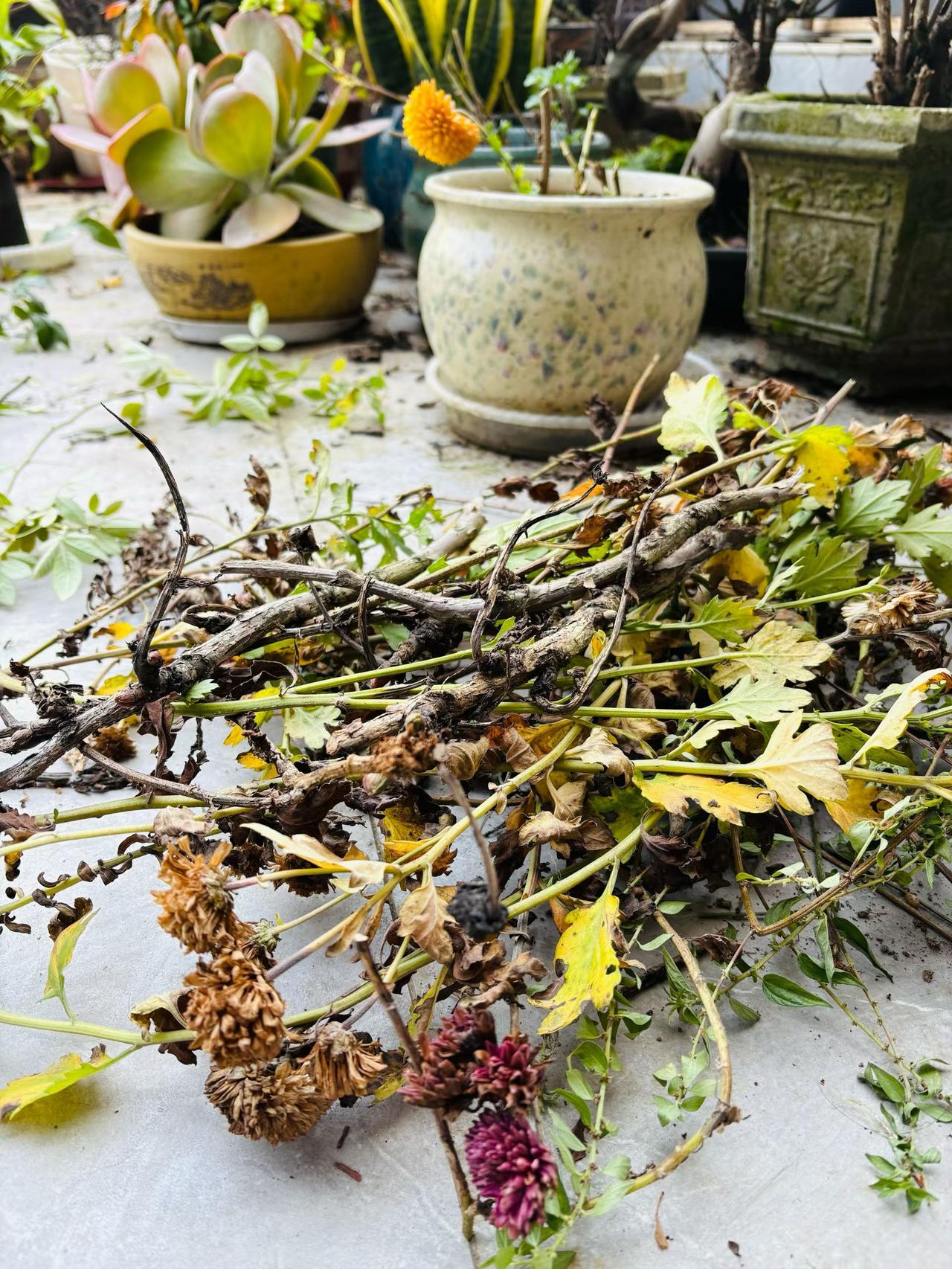 冬日生活打卡季冬天该把花花草草清理清理了！