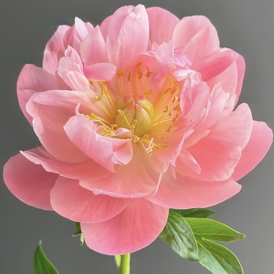 分享图片～芍药花
清香淡雅，美丽芬芳
花香四溢，醉人心扉