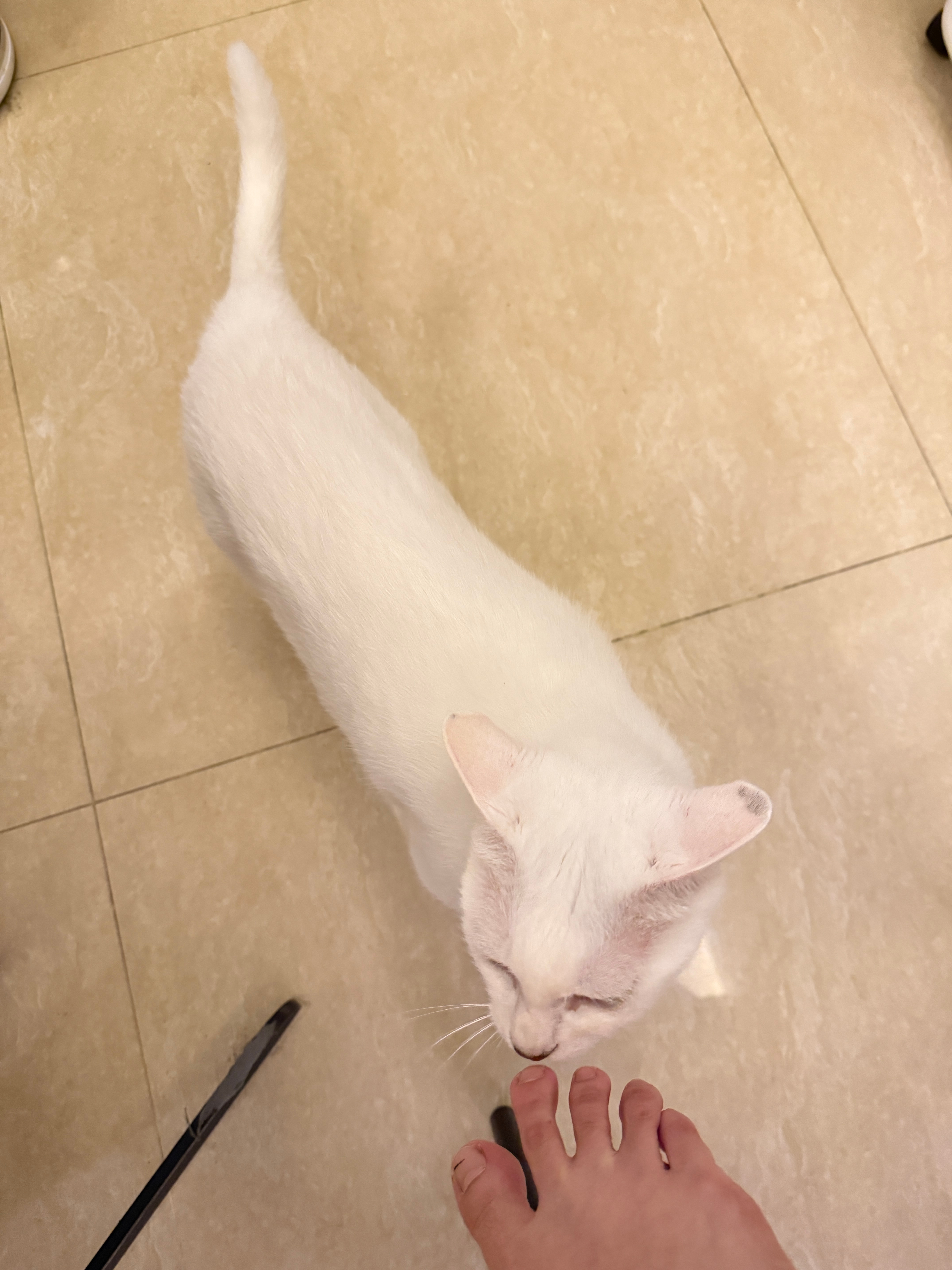 女宝猫让抱抱男宝猫就爱闻我脚