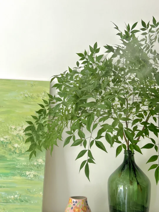 水培届颜值天花板🌿小森林南天竹