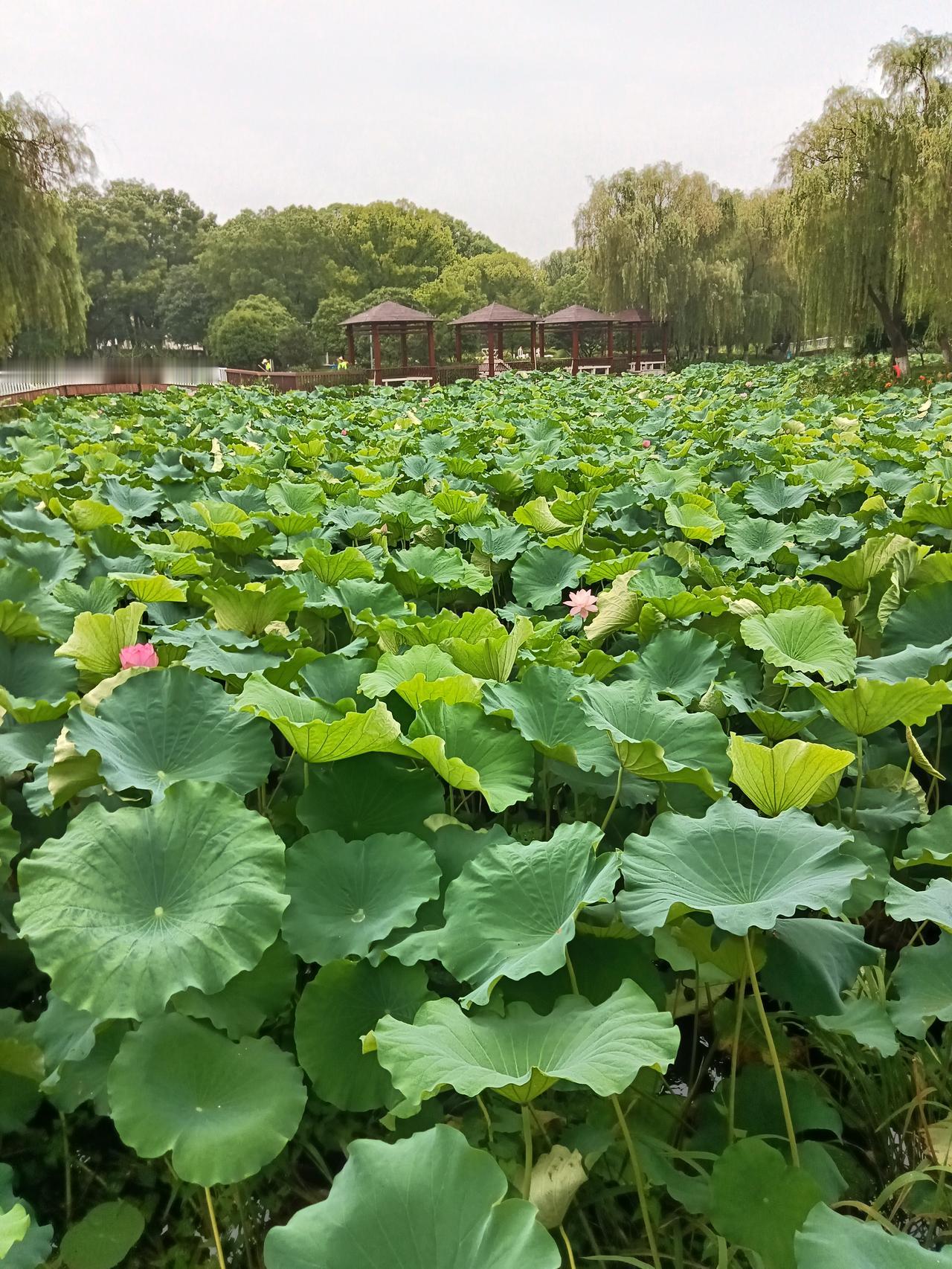 学者：中国制造成欧洲市场“救命药” 中国制造业牛大发了！学者都说它成欧洲市场“救