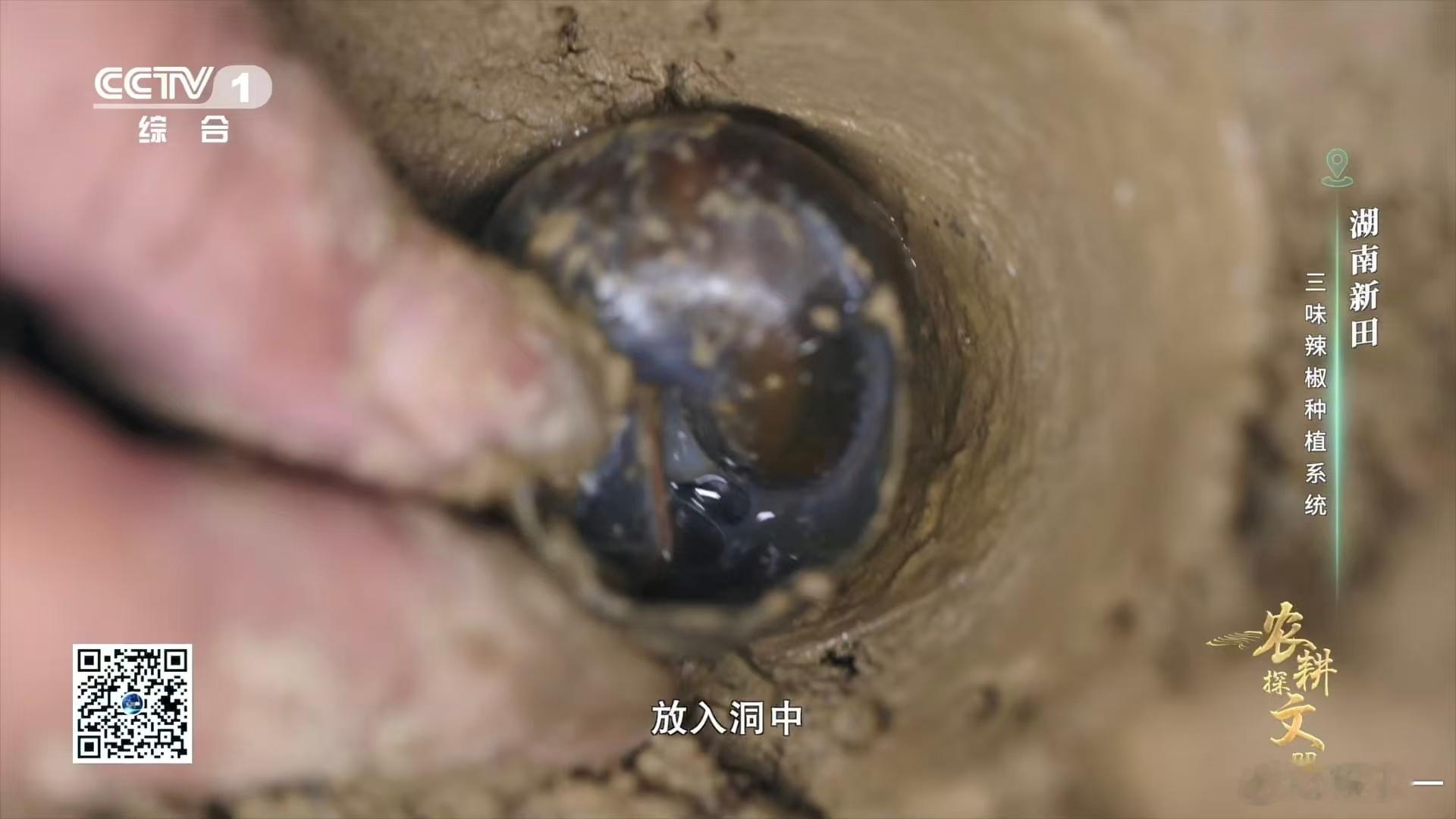 谁能想到田螺和辣椒能这么搭！湖南人祖辈传下来的种椒方法，天然穴盘 + 稻草保湿，