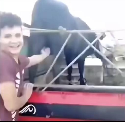 一男子跟牛闹着玩，摸牛的屁股，不料被牛一脚蹬头上，蹬的脑冒金星。