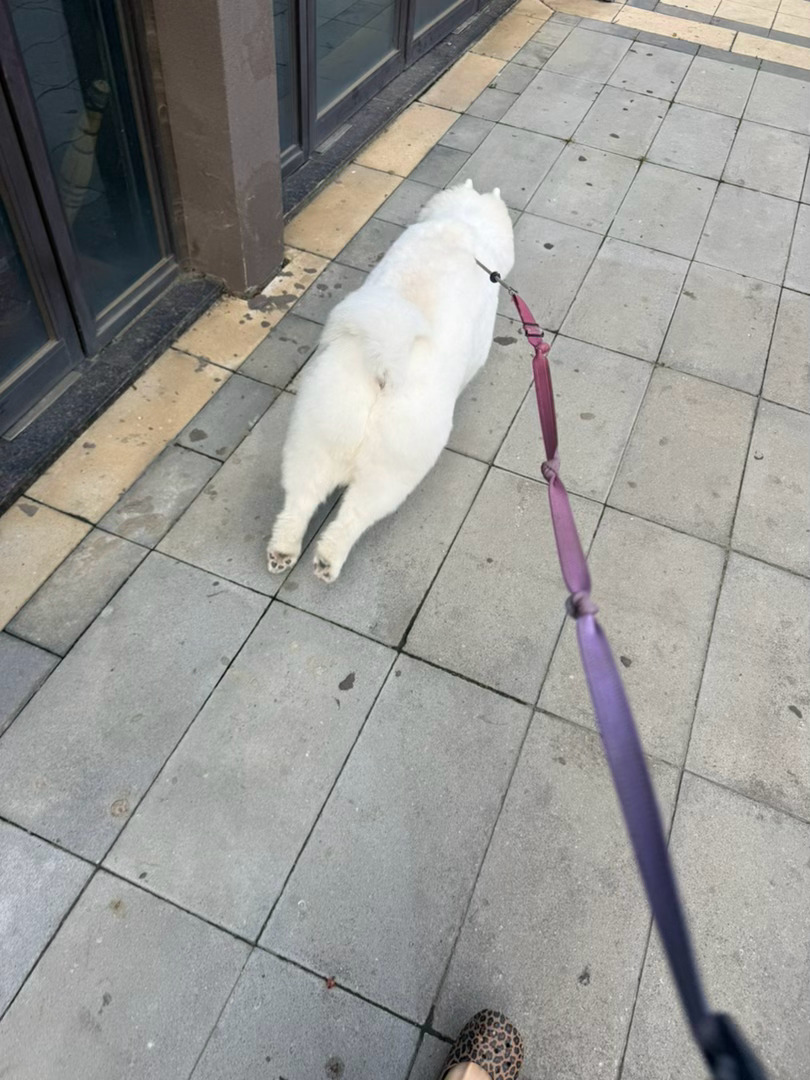 接回家了……感觉猪儿实在坚持不住了，剪头的时候也不配合就算了！！ 