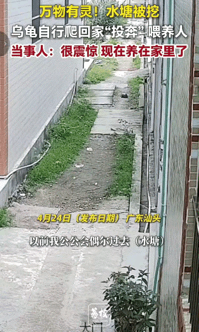 乌龟千年，只能说他命长
广东梅州有只乌龟本来住在村边水塘里，这一天水塘被挖要作他