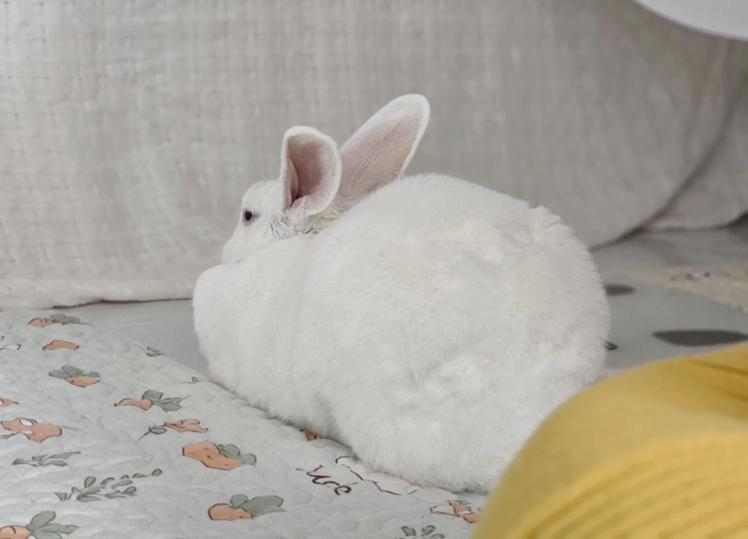 是一坨小棉花糖