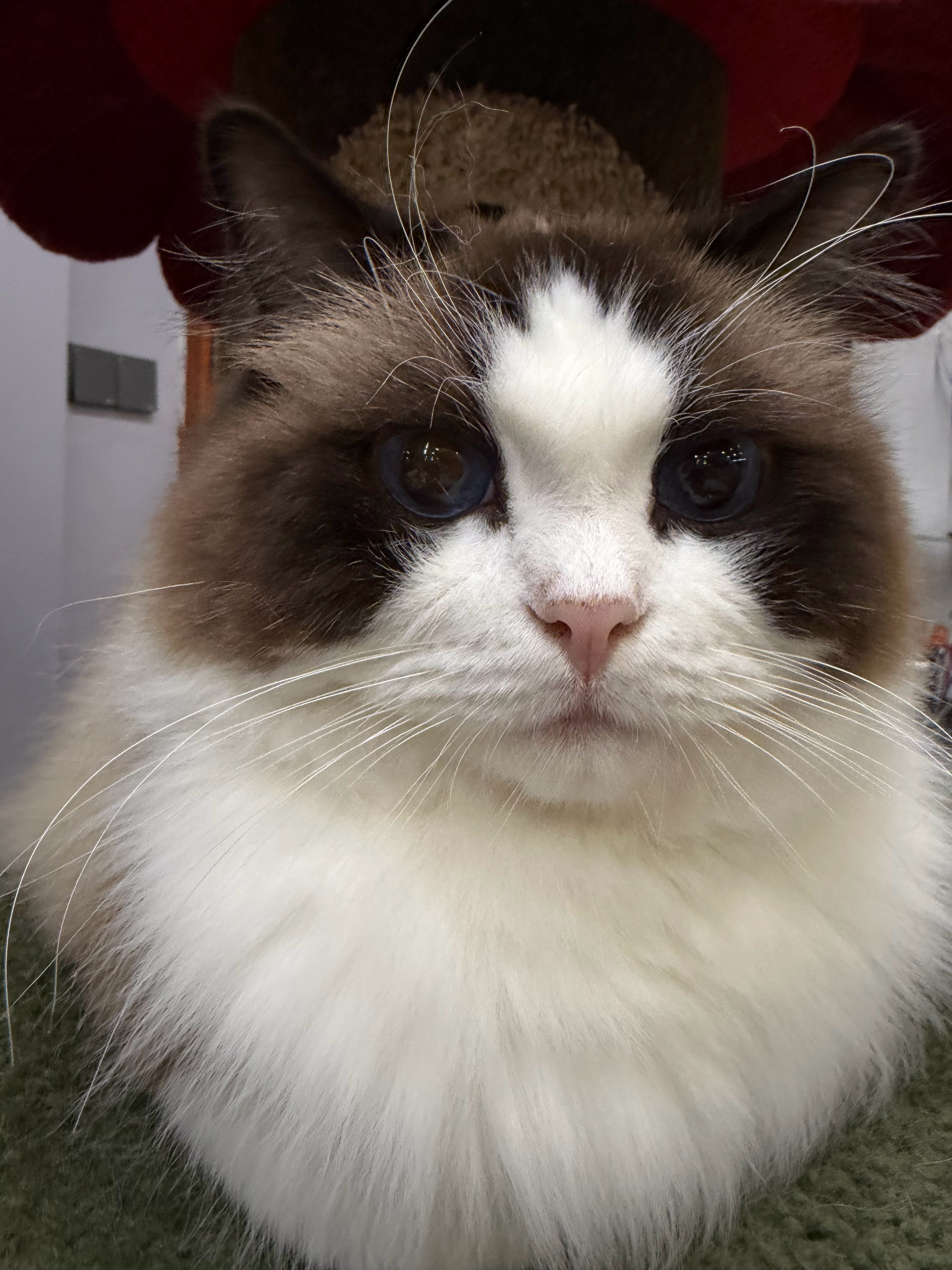 猫宁！豆豆说想再睡一会，我可以来上会班吗？