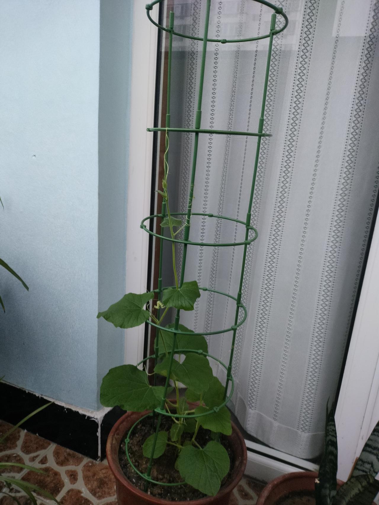 昨天老公给葫芦秧，搭了一个豪宅。
我原本以为葫芦秧长高以后，插一根竹竿就可以了，