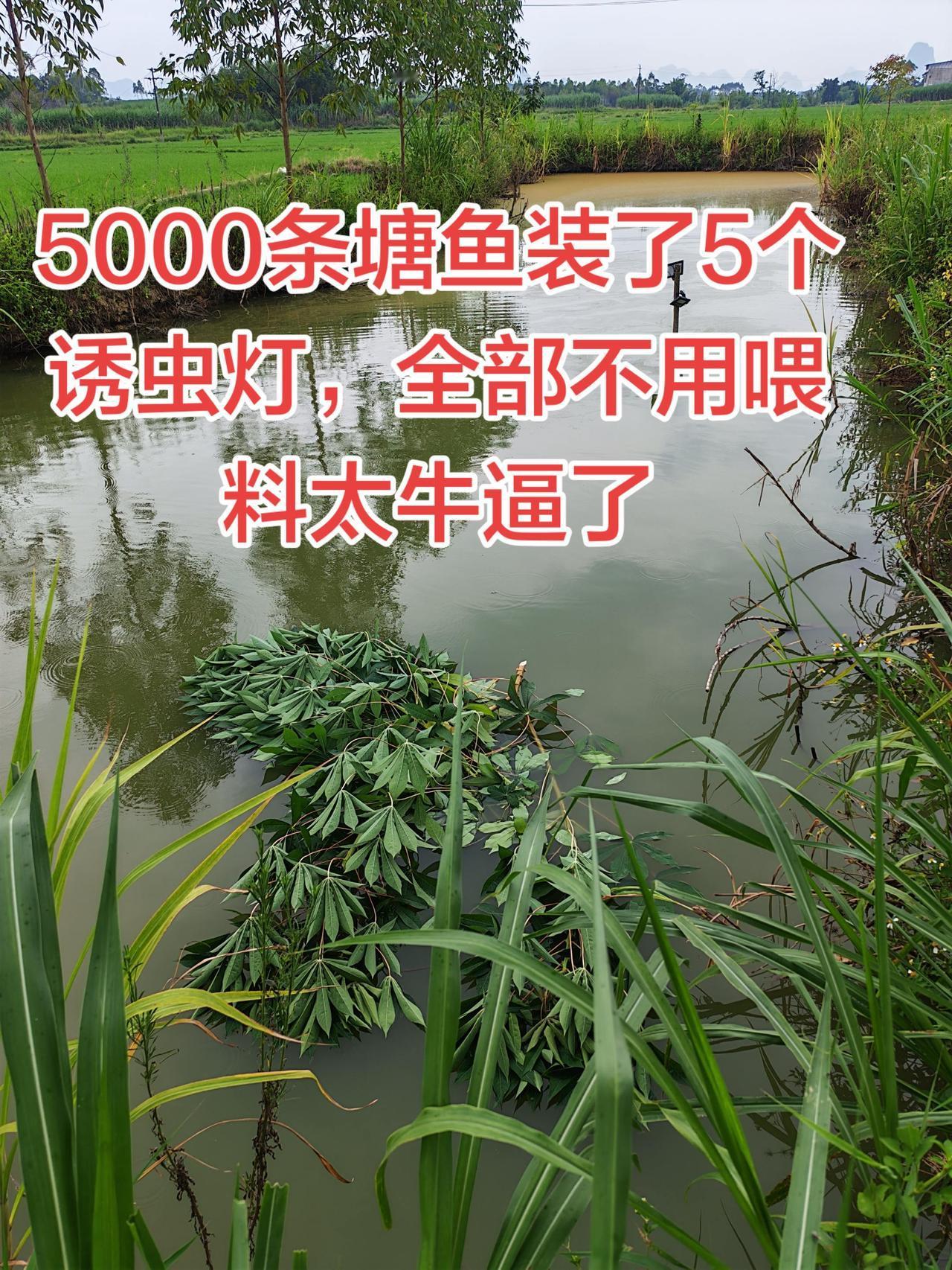 养塘角鱼装诱虫灯就可以了，连料都不用喂乡村生态环境现状 养鱼日记 塘角鱼