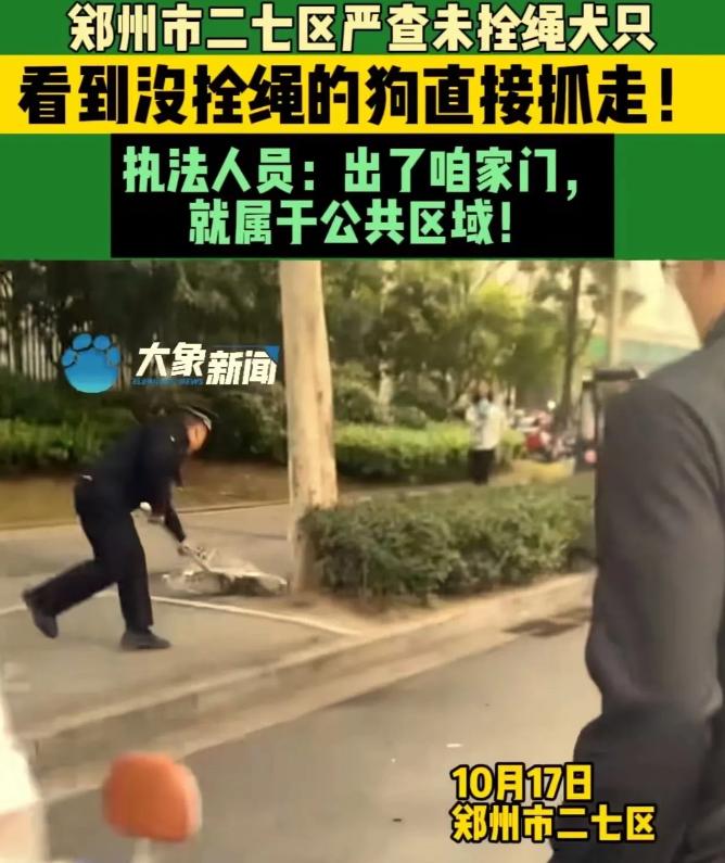 “郑州‘恶犬咬伤2岁女童’事件后，城管迅速上街抓捕流浪狗，刚抓到第一只，就有大妈