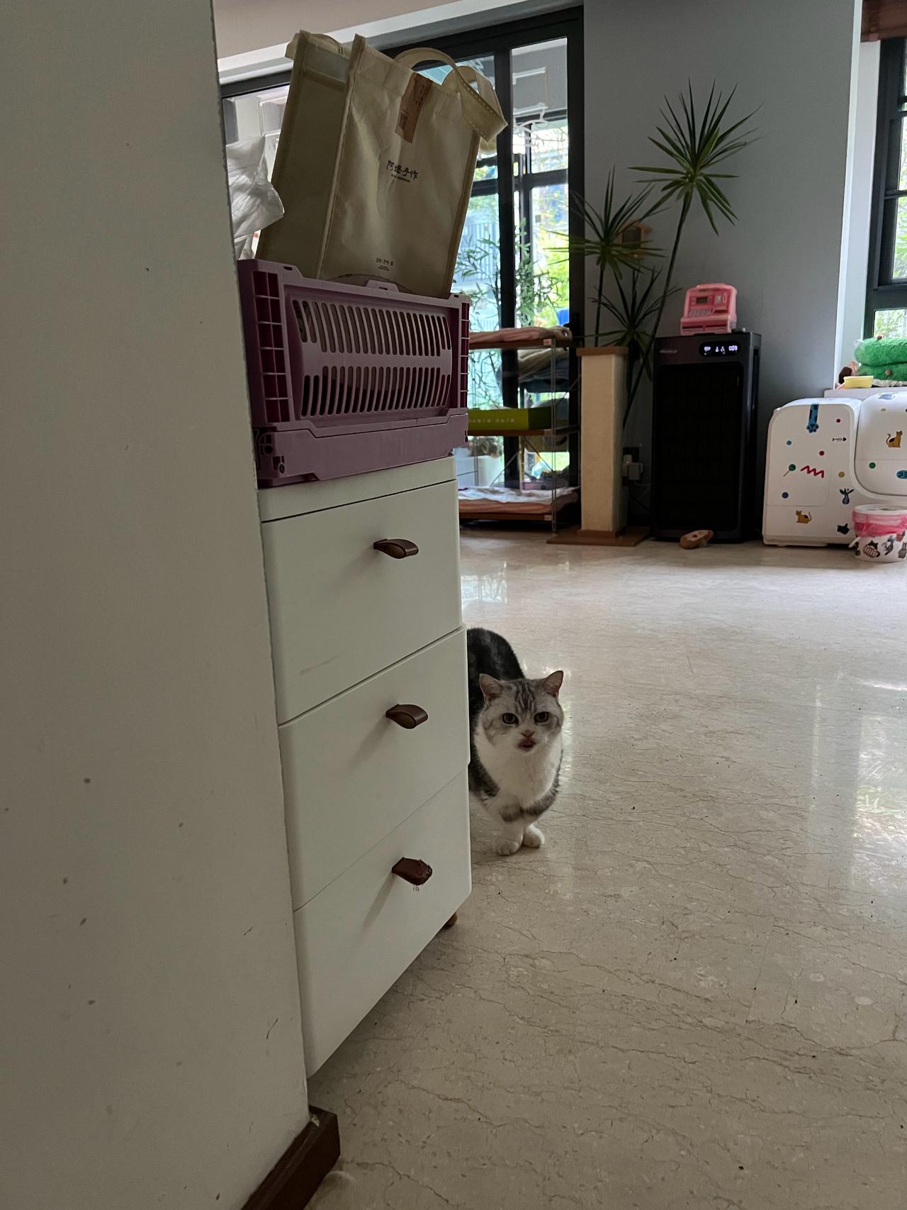 这家的安保等级拉满了，每个角落都有猫眼监控，走到哪都能撞见毛茸茸的一坨安保喵[祝