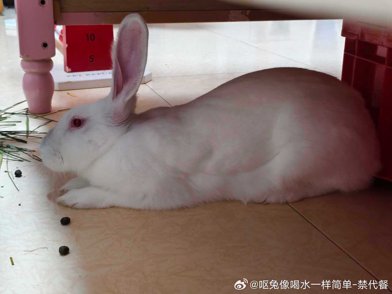 14161🐇【发布一些】兔子图片 