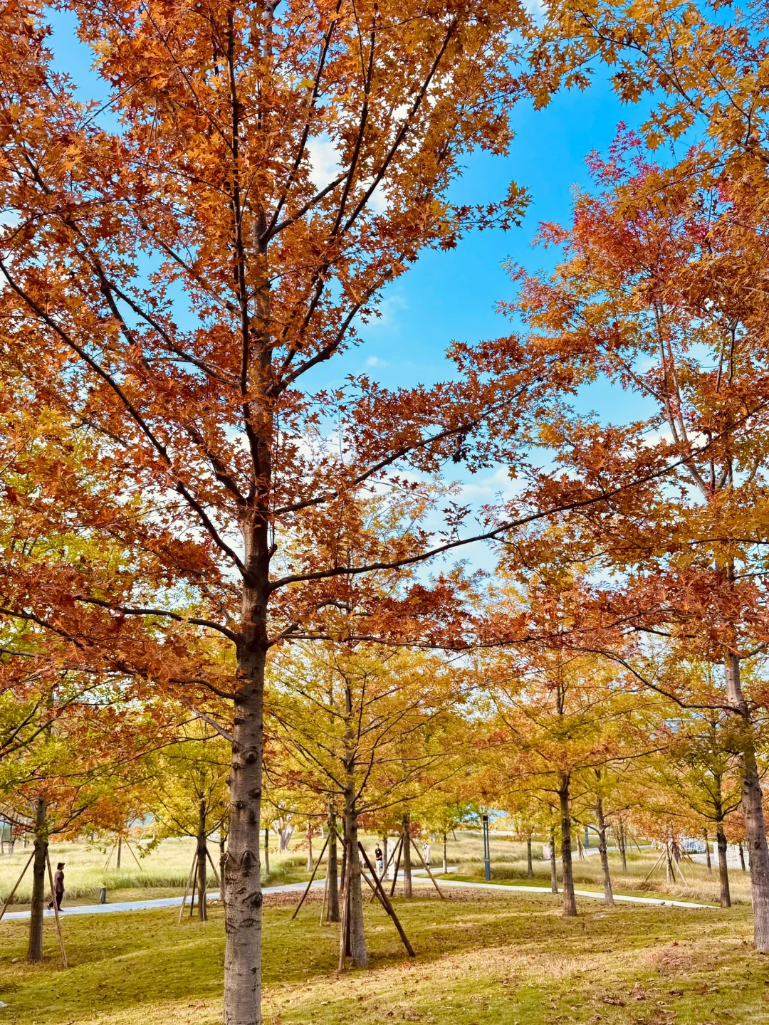 10.27实拍‼️地铁直达的彩色枫叶林，附live图