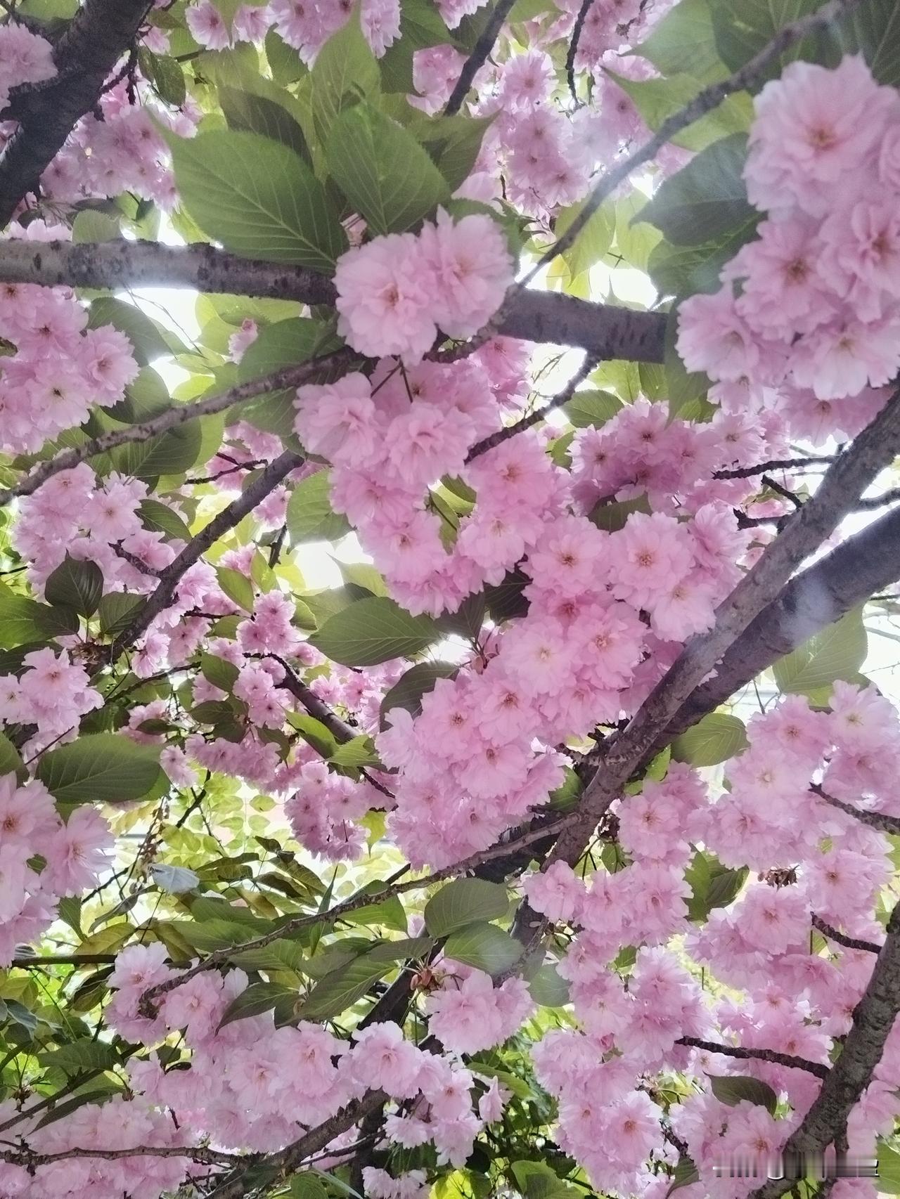 今日份多巴胺分泌时刻来了！

……小区的樱花树，开的正艳，三角梅也开的火热，边上