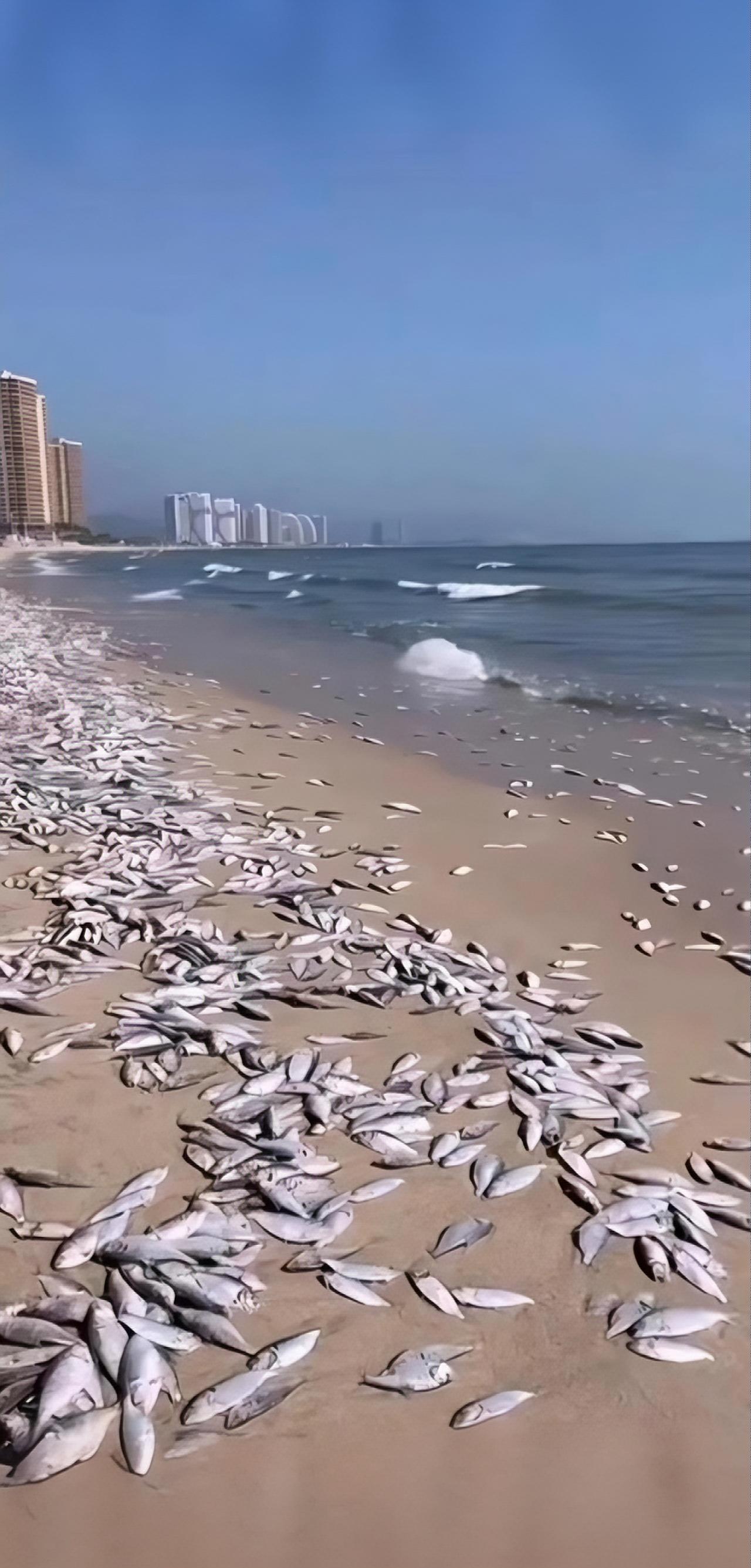 大量死鱼出现在海边和沙滩上，但不建议食用！
6月27日，海南省海口市一沙滩上惊现