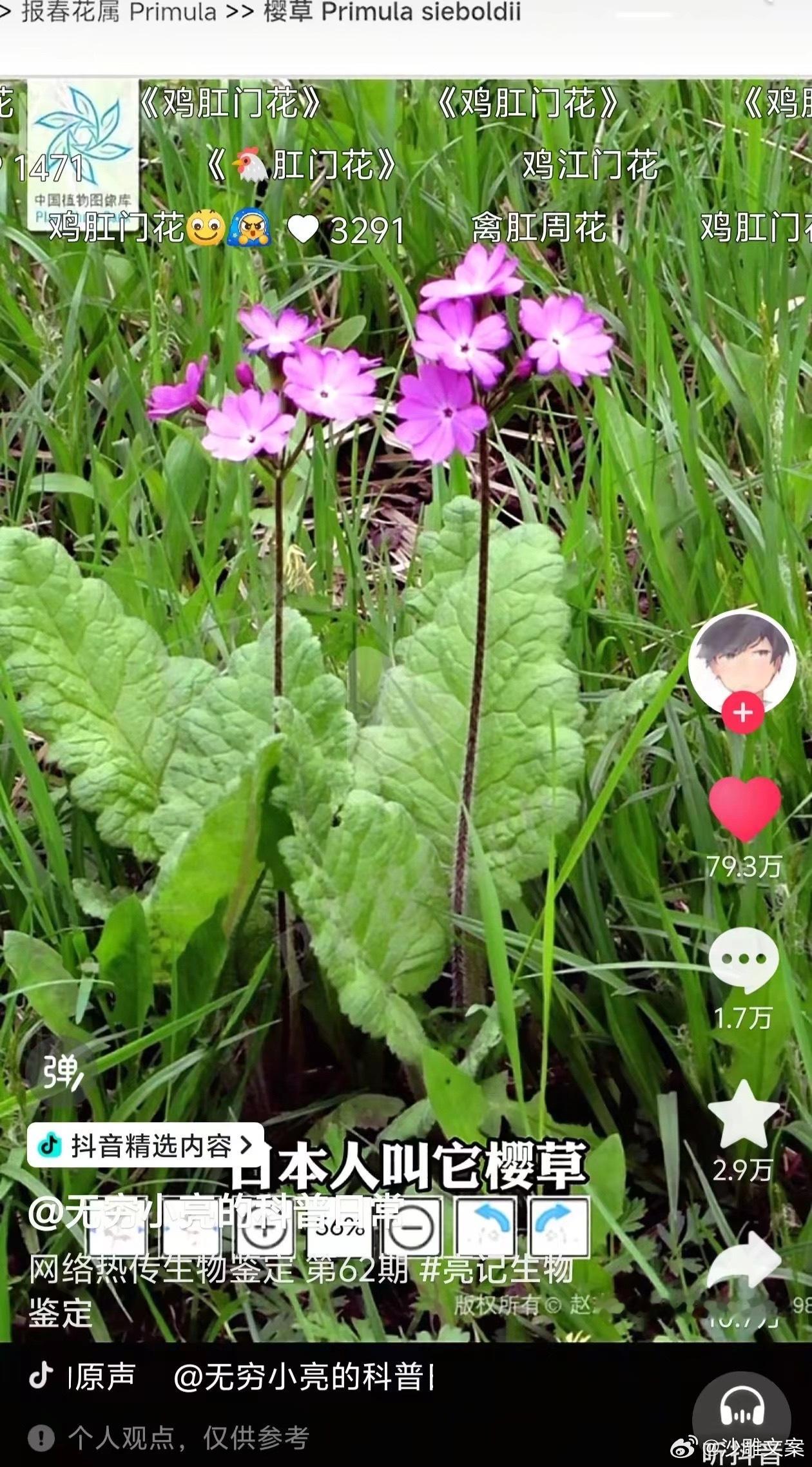 樱井琉夏：妖精的钥匙中国人：鸡屁眼子花 