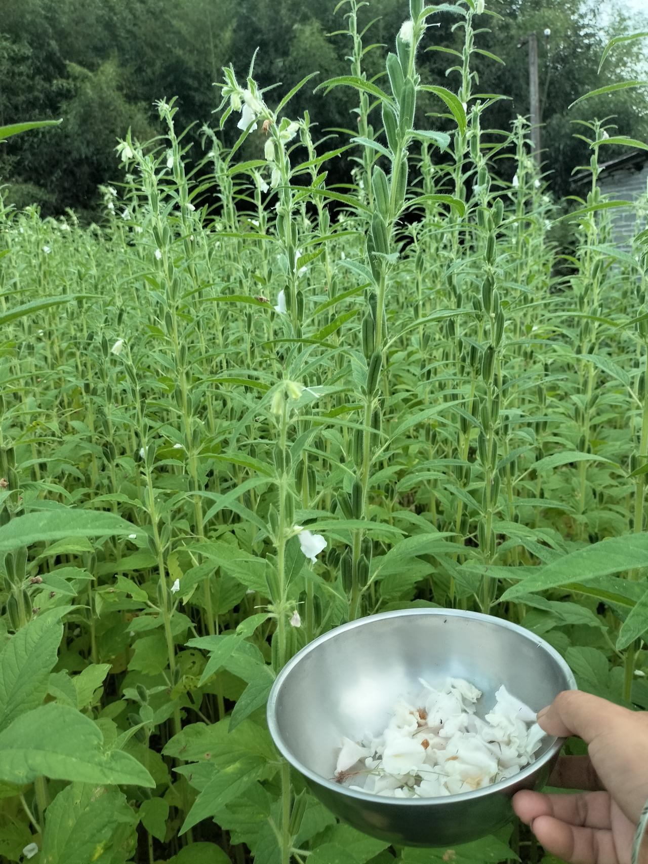 芝麻花掉落在地上了，我拿碗捡起来，我也不知道芝麻花有什么用处，就是看到掉在地上怪