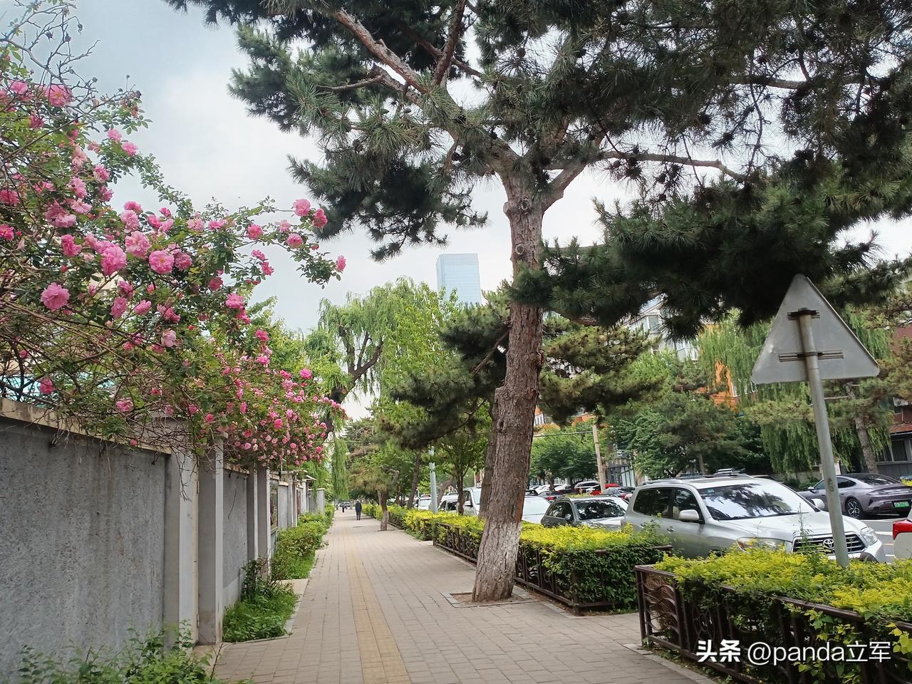 墙内花
我最喜欢家附近的这几条街路，人民大街自不必说，东朝阳路、百汇街、牡丹街、