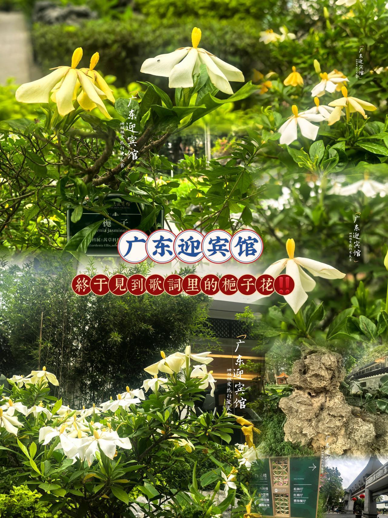 终于的广东迎宾馆见到歌词里的栀子花‼️
一直喜欢听何炅唱《栀子花开》
却从来没见