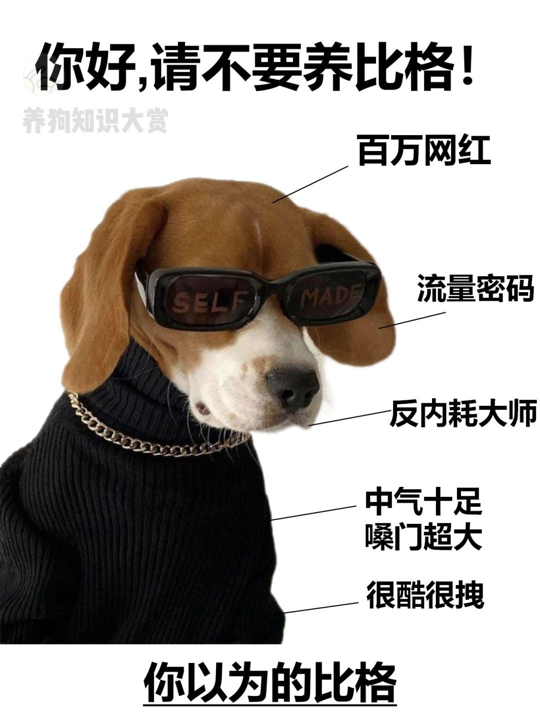 想养比格前先看这篇‼️