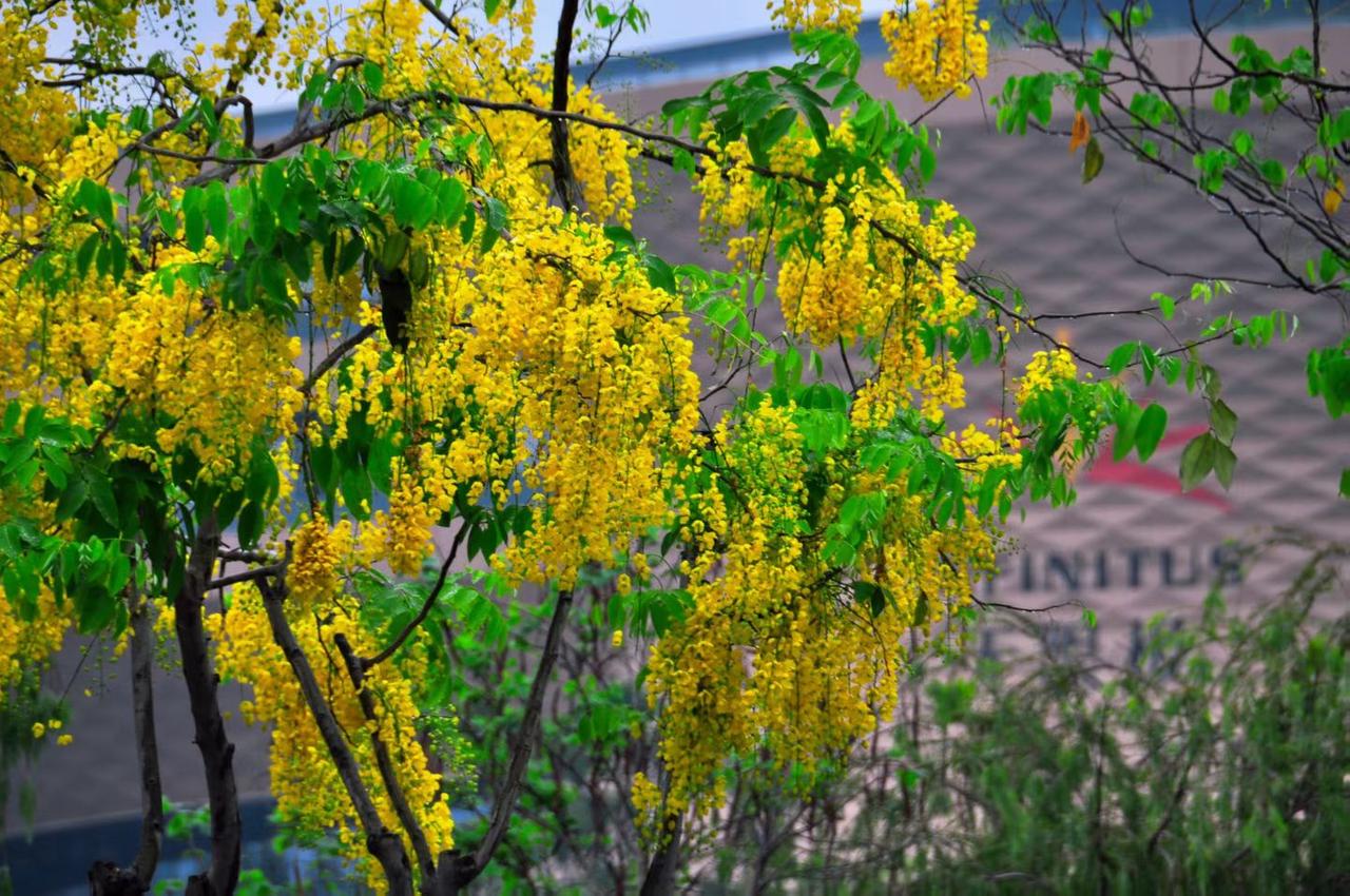 腊肠花，其正式名称为腊肠树（学名：Cassia fistula），是豆科的落叶乔