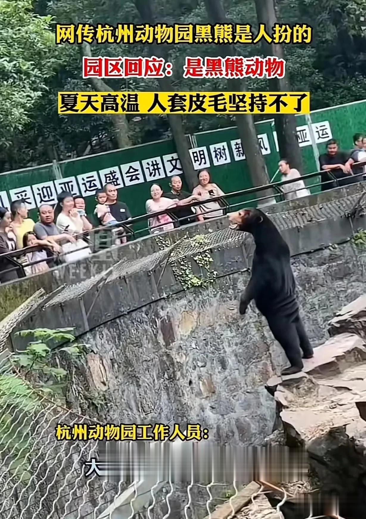 “这黑熊就是人扮的，退票！”浙江杭州，有游客去动物园游玩，看到黑熊能够站立，背后
