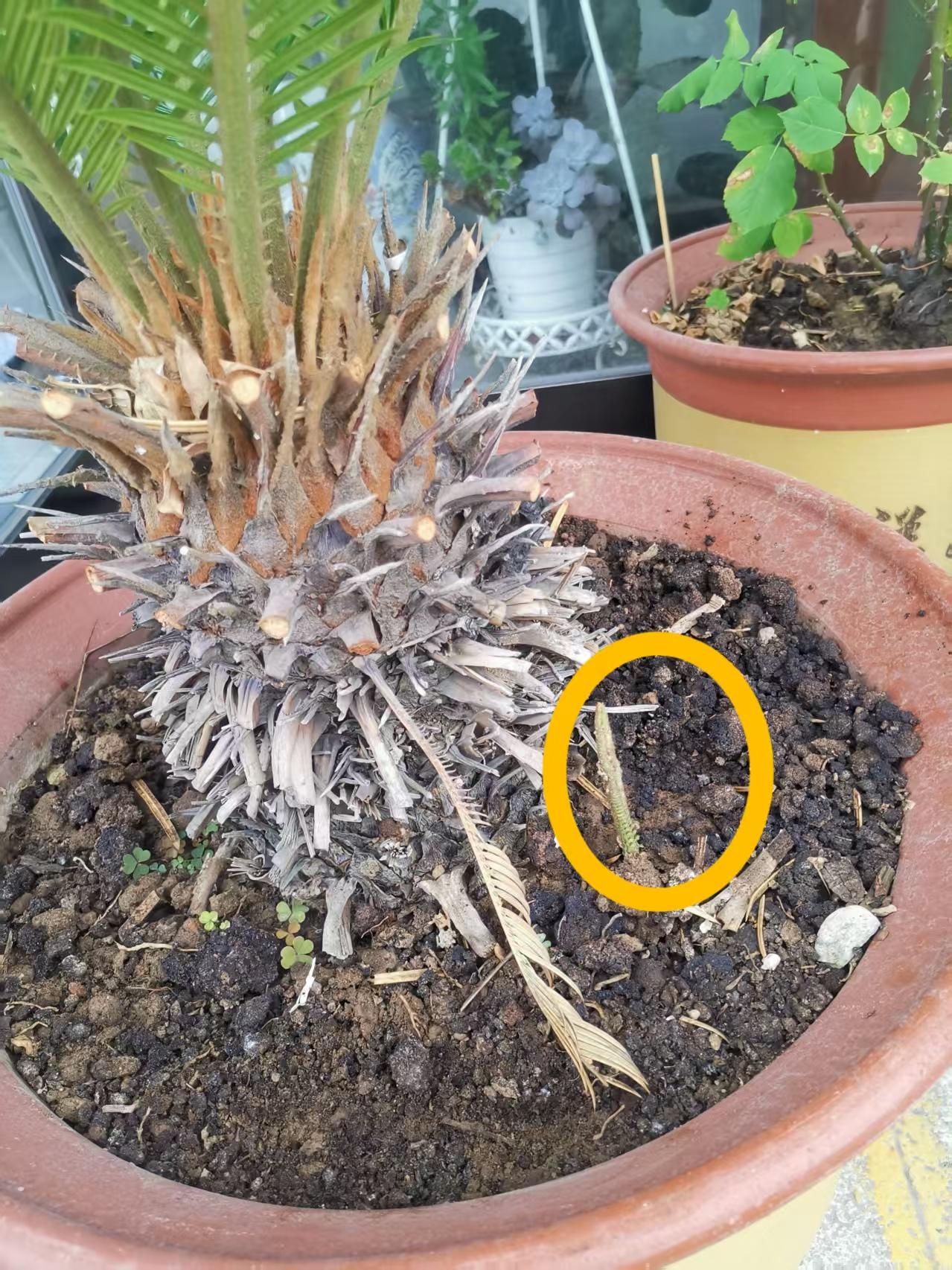 铁树发新芽
公司门口的两棵铁树是去年秋天搬来的，由于我们都不知道怎么养，冬天也是