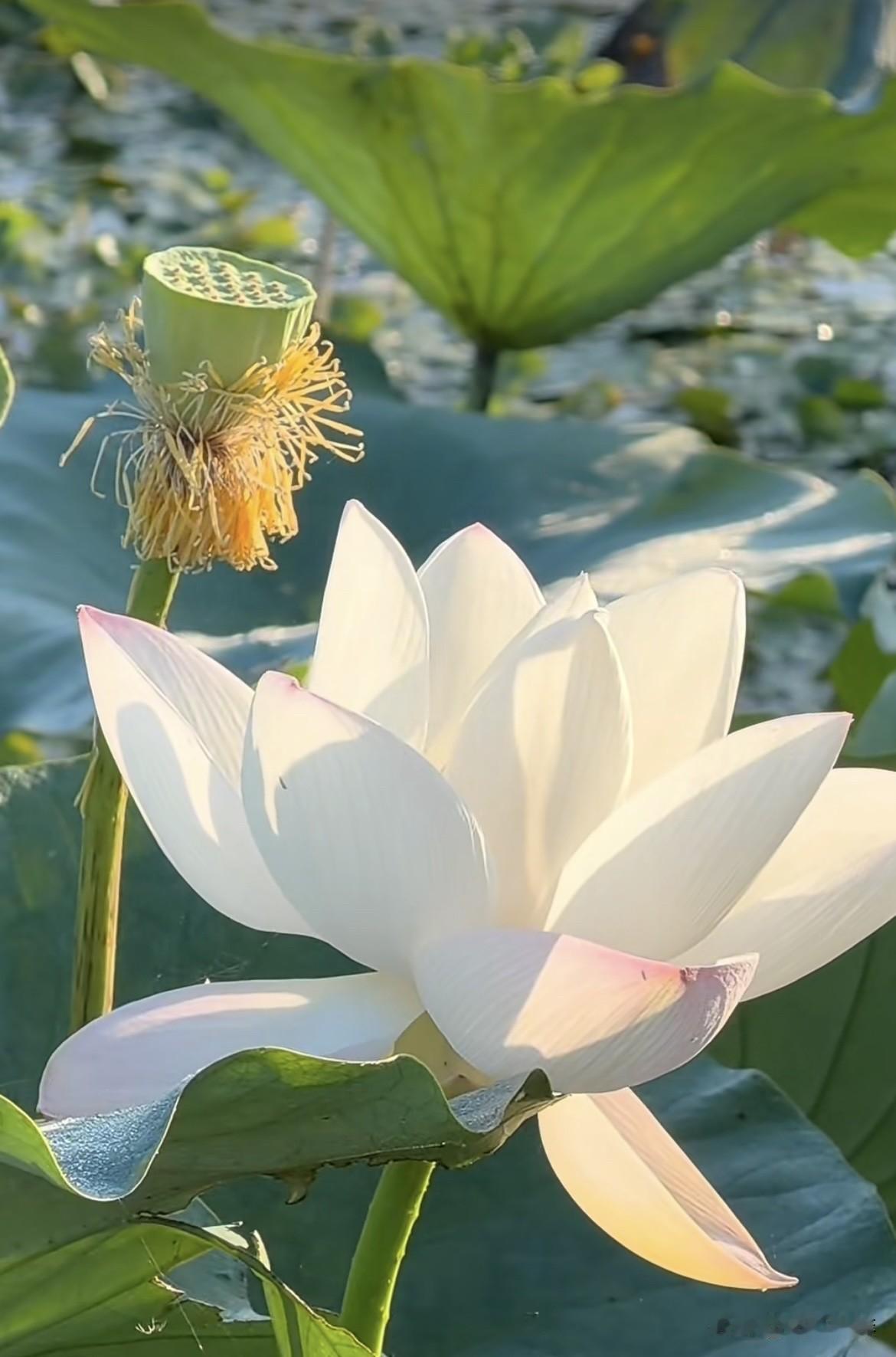 秋意渐浓，秋荷依旧嫣然。
一池碧水，映照着粉白娉婷的花朵。
花开有期，荣枯有时，