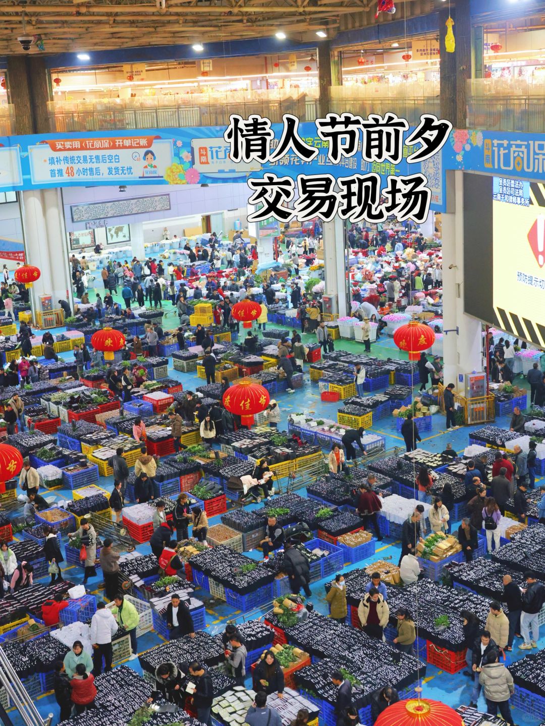 刚到昆明，情人节直奔斗南花卉市场