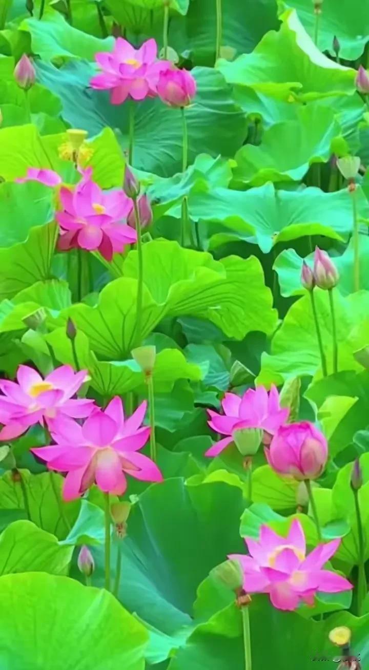 荷花飘香