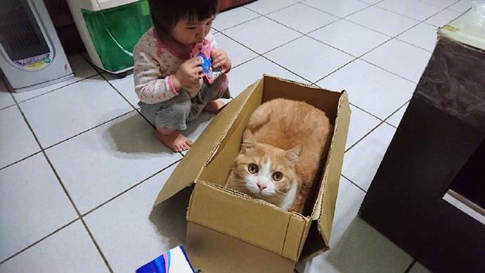 哈哈哈，被大橘带坏了.