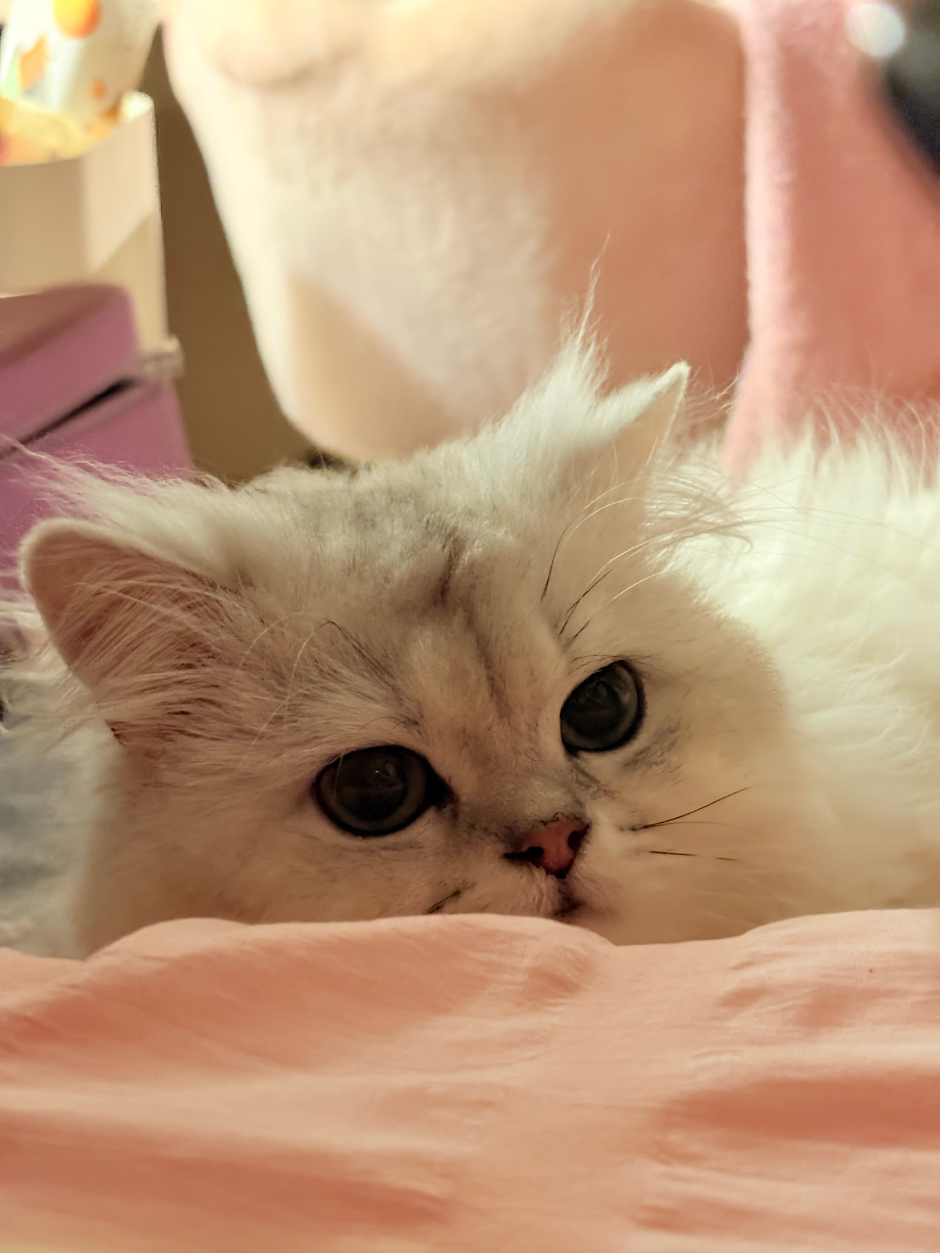 职业站姐淼子的神图 