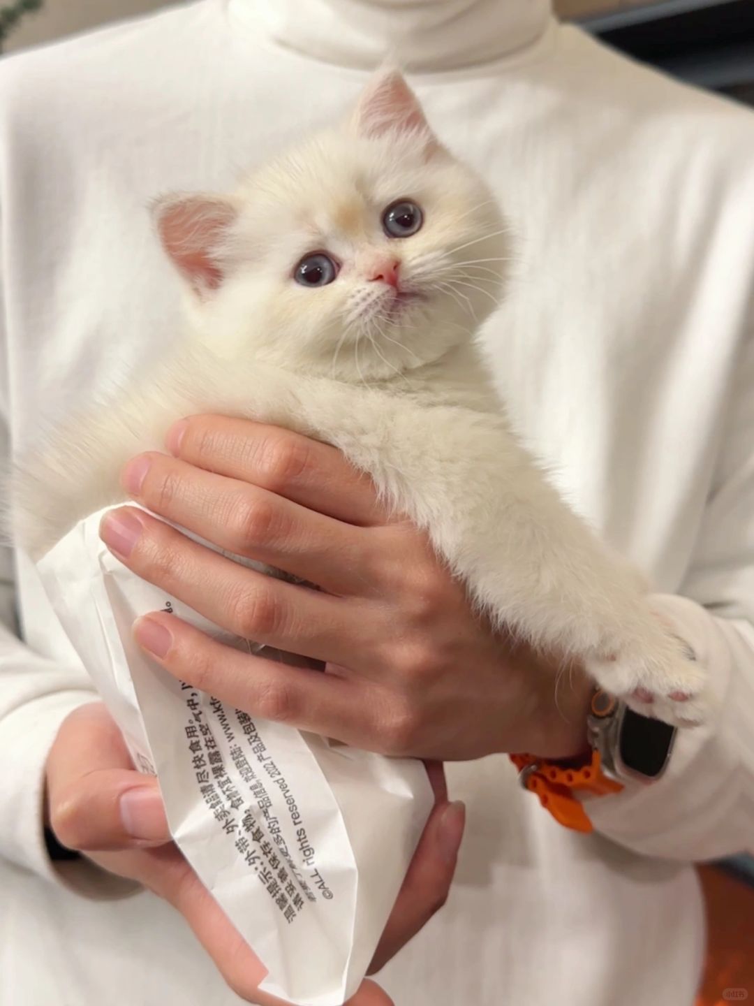 这种面相的小奶猫别买！