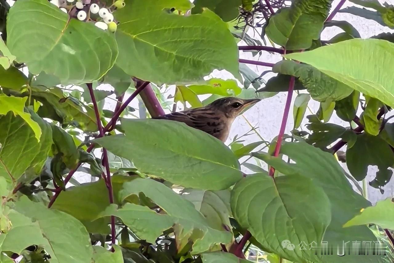 分享我这周有趣的事：手机拍摄小蝗莺
早晨在园区里“走圈儿”时，发现一只鸟在红端木