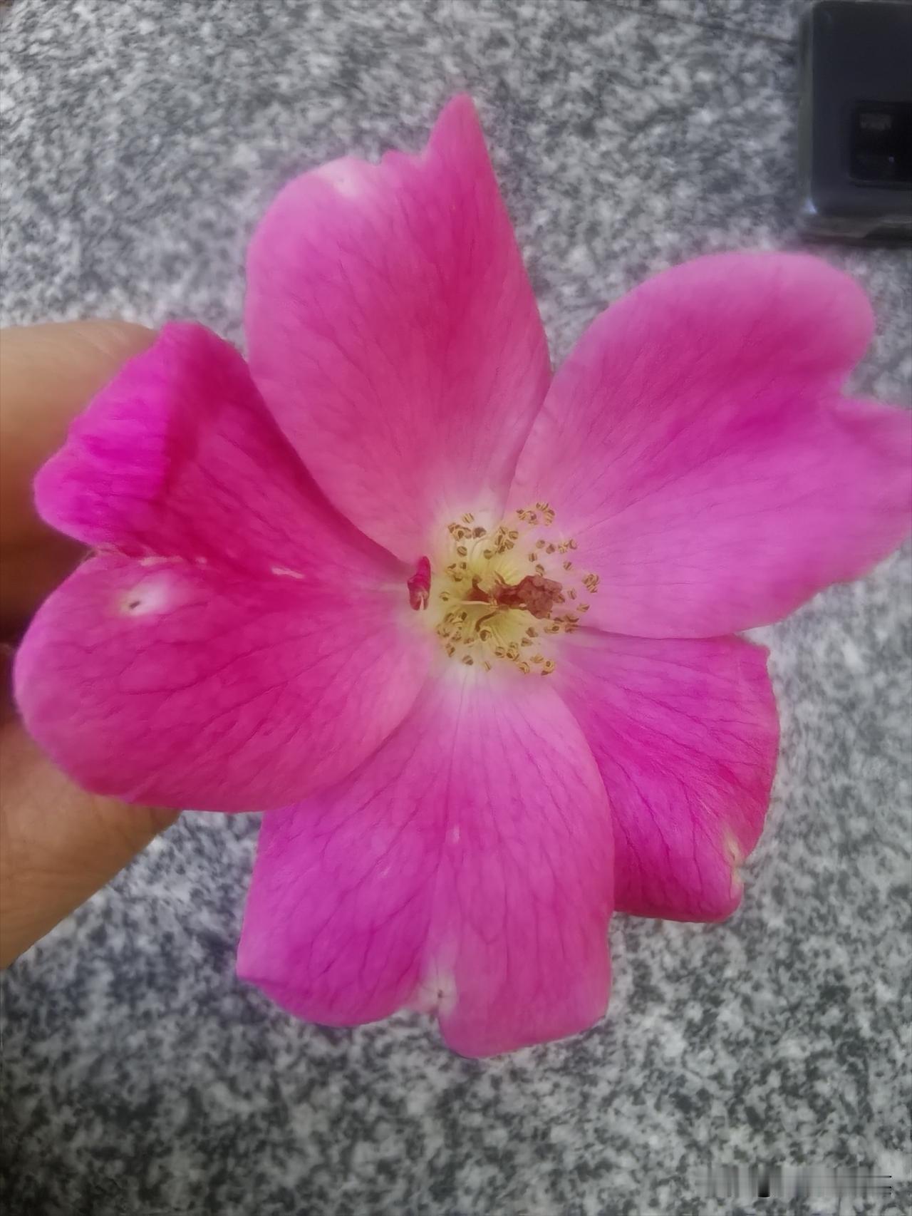 父母公证赠与女儿295万，离婚时女婿要分，父母：我们留给女儿的不是只是钱，更是她