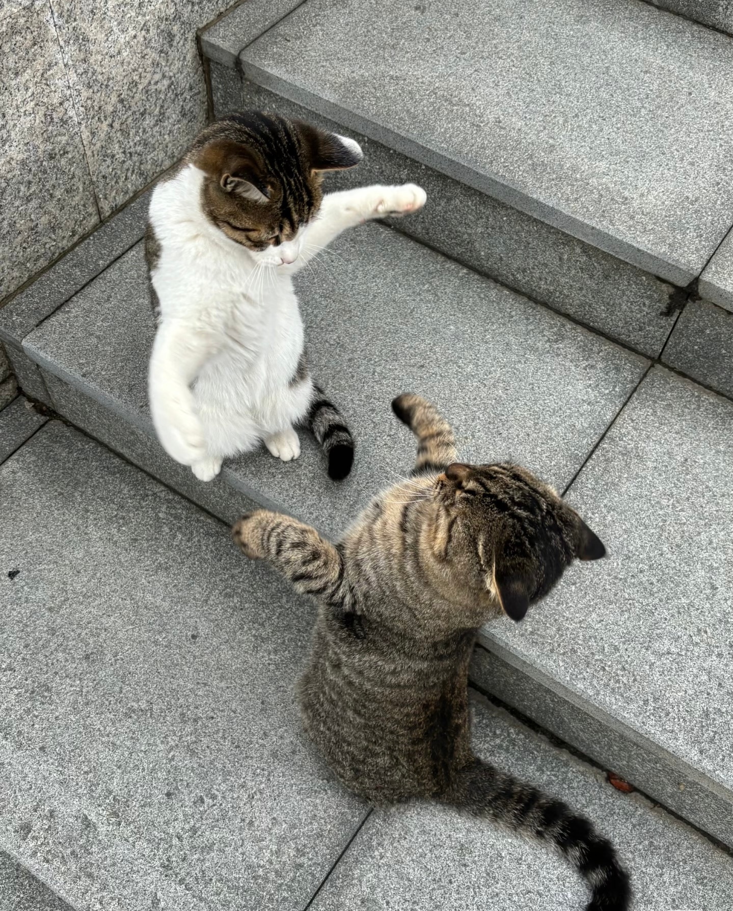 两只打架的小猫咪 