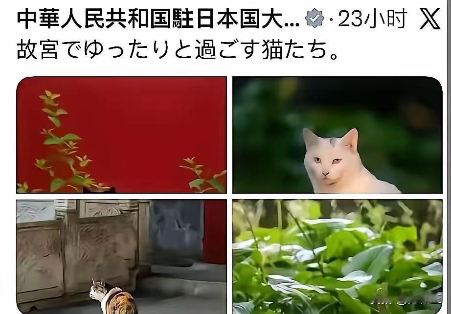 官方玩起梗来，真的没有网民们什么事了！

​中国驻日本大使馆抛出一张图，引得众多