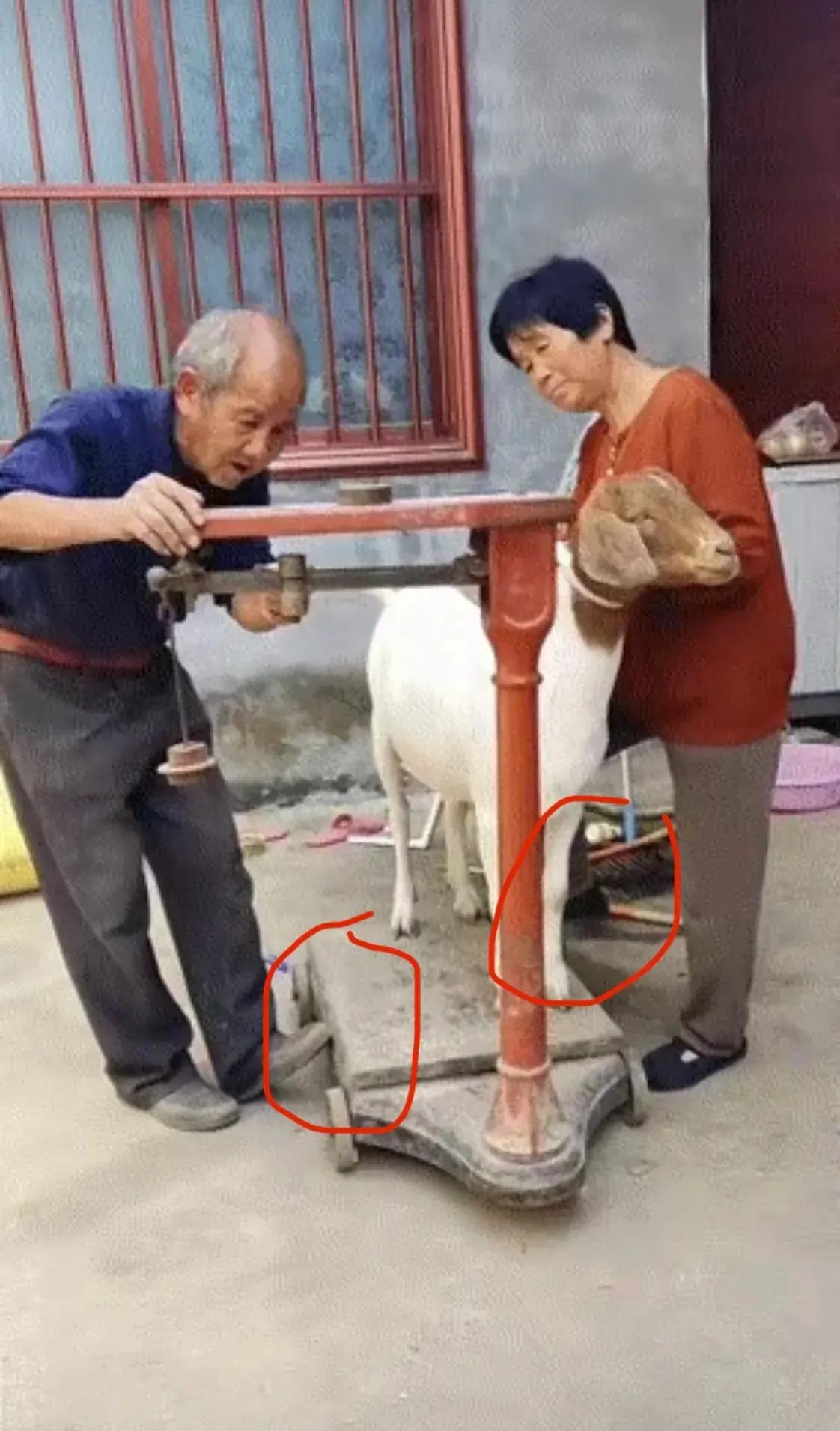 这俩人的小心思，都被羊看到了