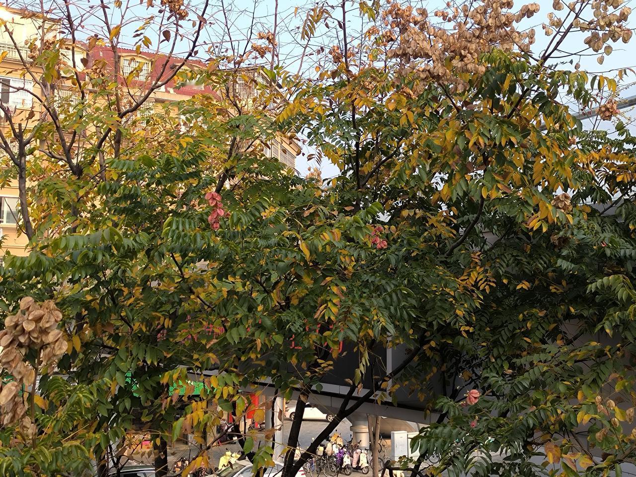 栾树（12月11日原创）

做着夏日张扬的梦幻
书写秋冬收缩的解释
孕育来年的繁