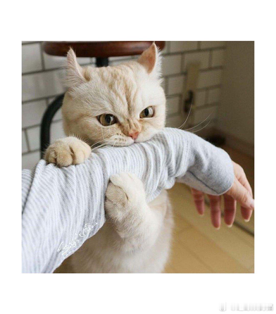 #40度外滩好像有1亿人citywalk#在这样高温的天气下，大家还在上海外滩参