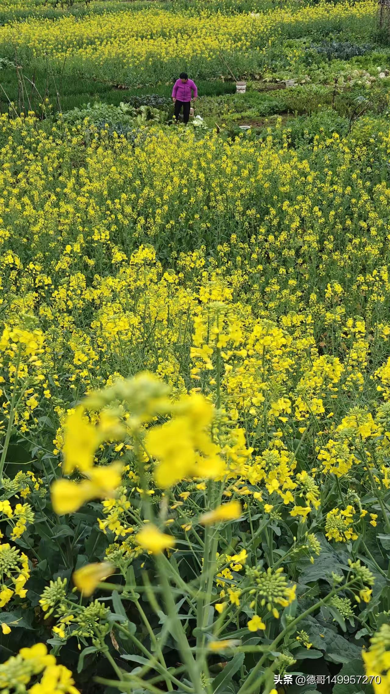 山坡羊·油菜花情
春音传讯，
菜花成阵，
金黄绽放三春韵。
草初匀，鸟争巡，
连