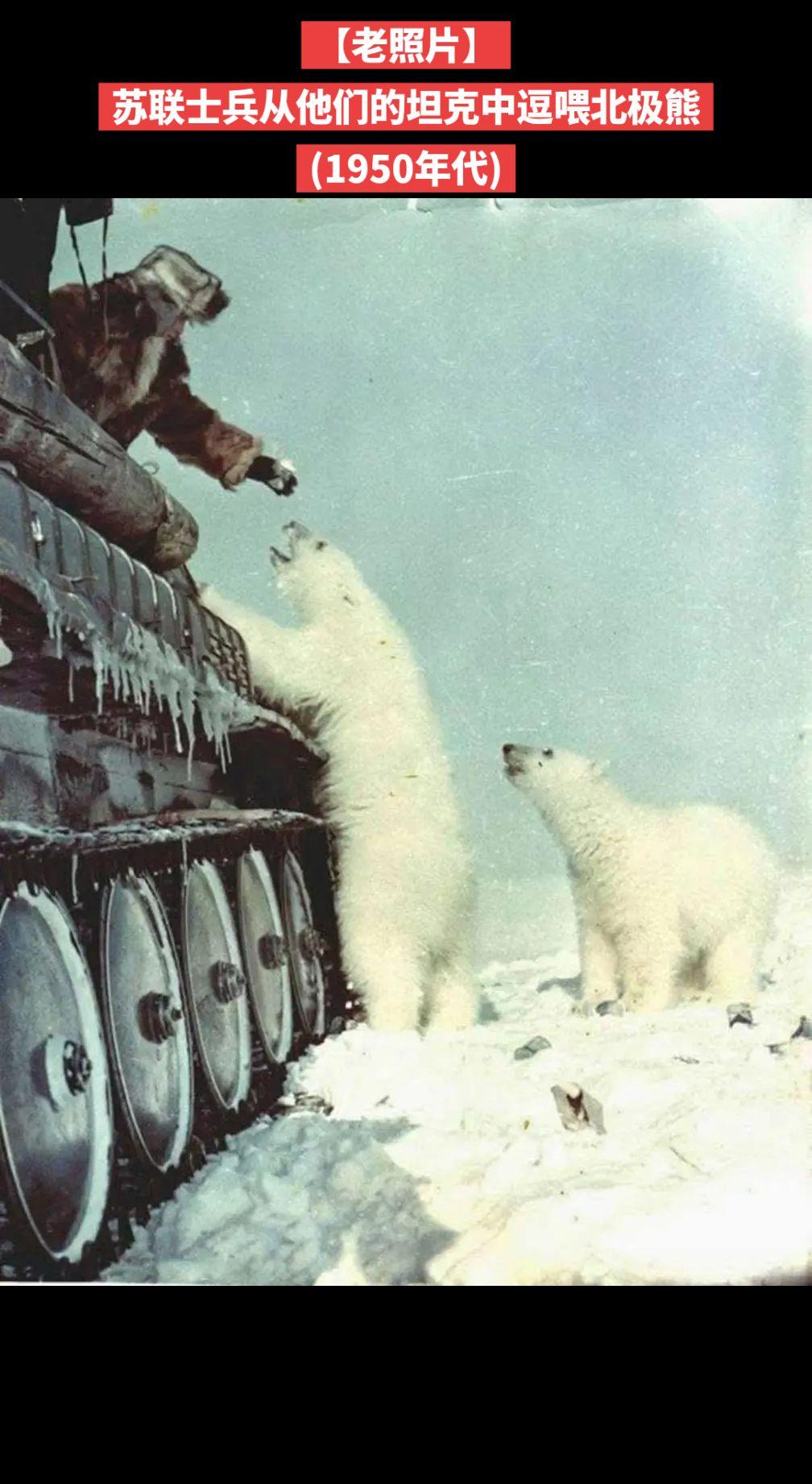 【老照片】苏联士兵从他们的坦克中逗喂北极熊
(1950年代)