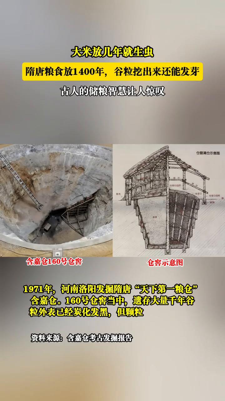 大米放几年就生虫，隋唐粮食放1400年，谷粒挖出来还能发芽，古人的储粮智慧让人惊