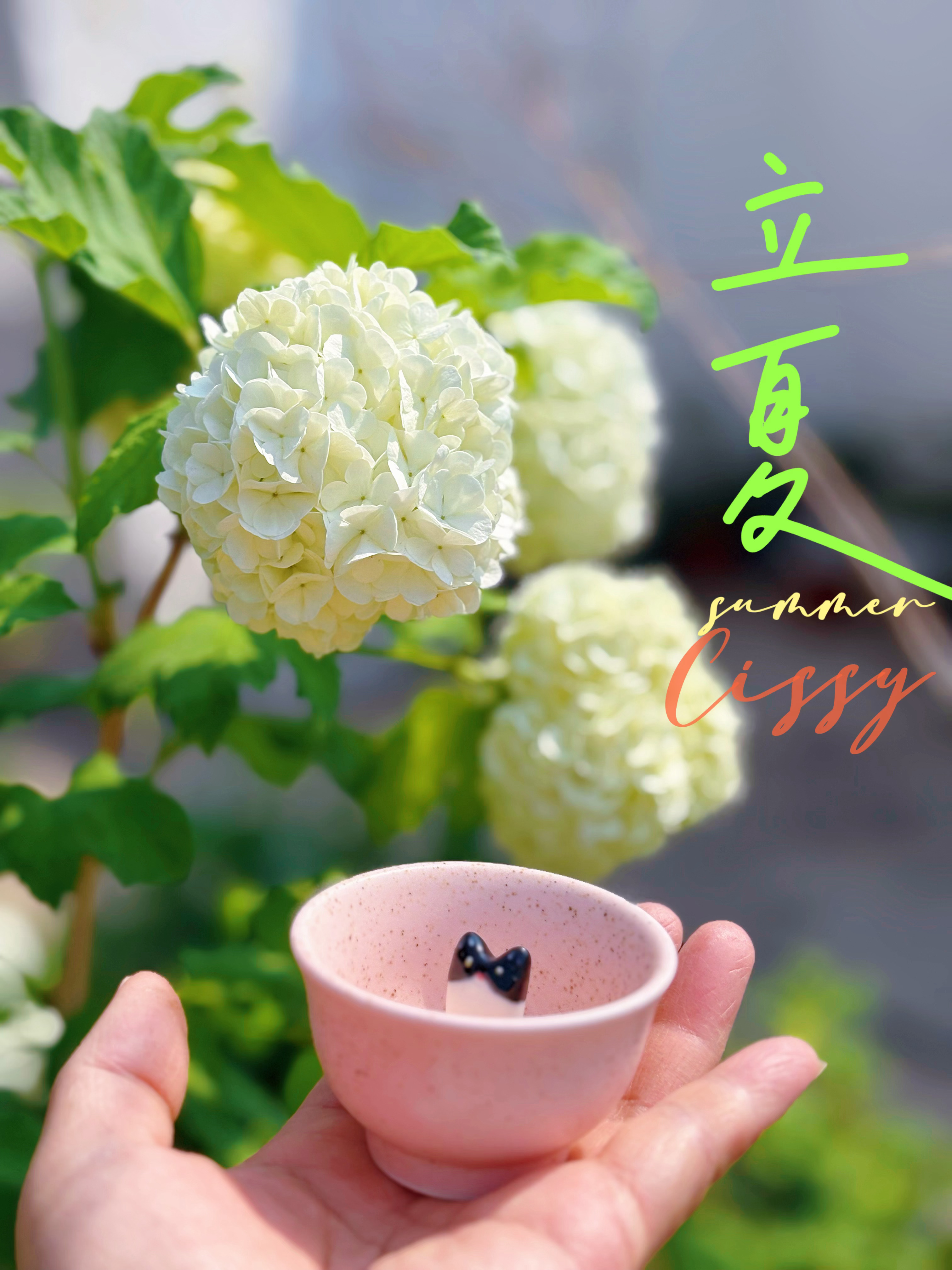 我的花园我的猫立夏 有花有猫。 