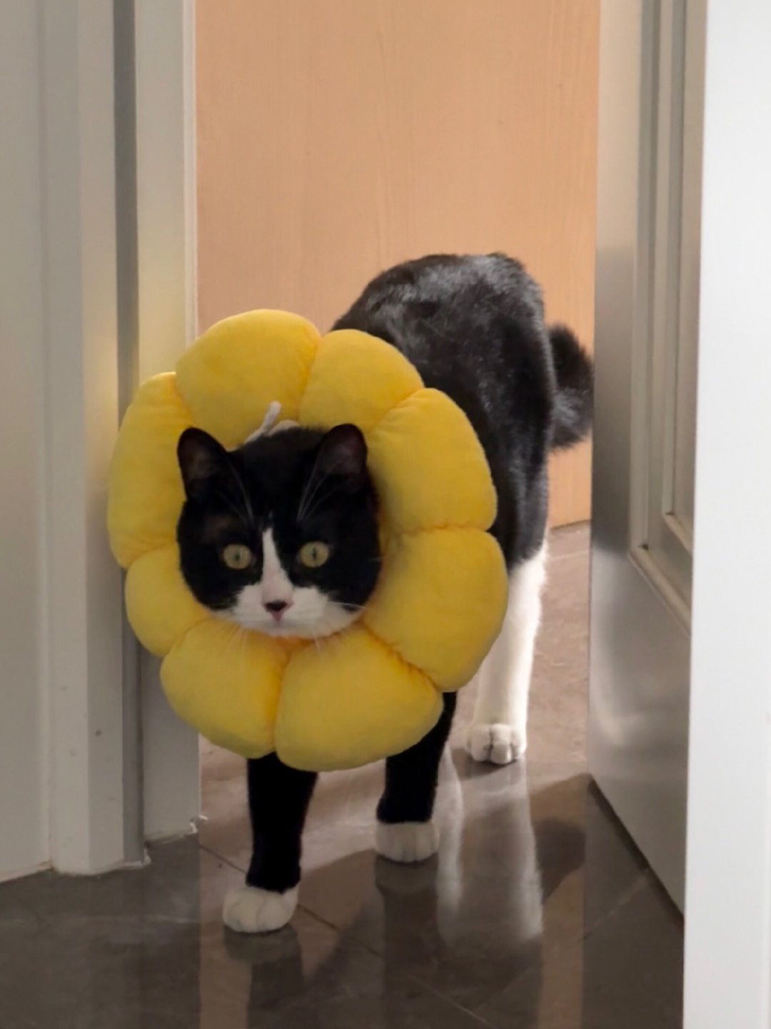 一路上撞倒了许多物件也要和您见一面daily奶牛猫 （投稿：） 