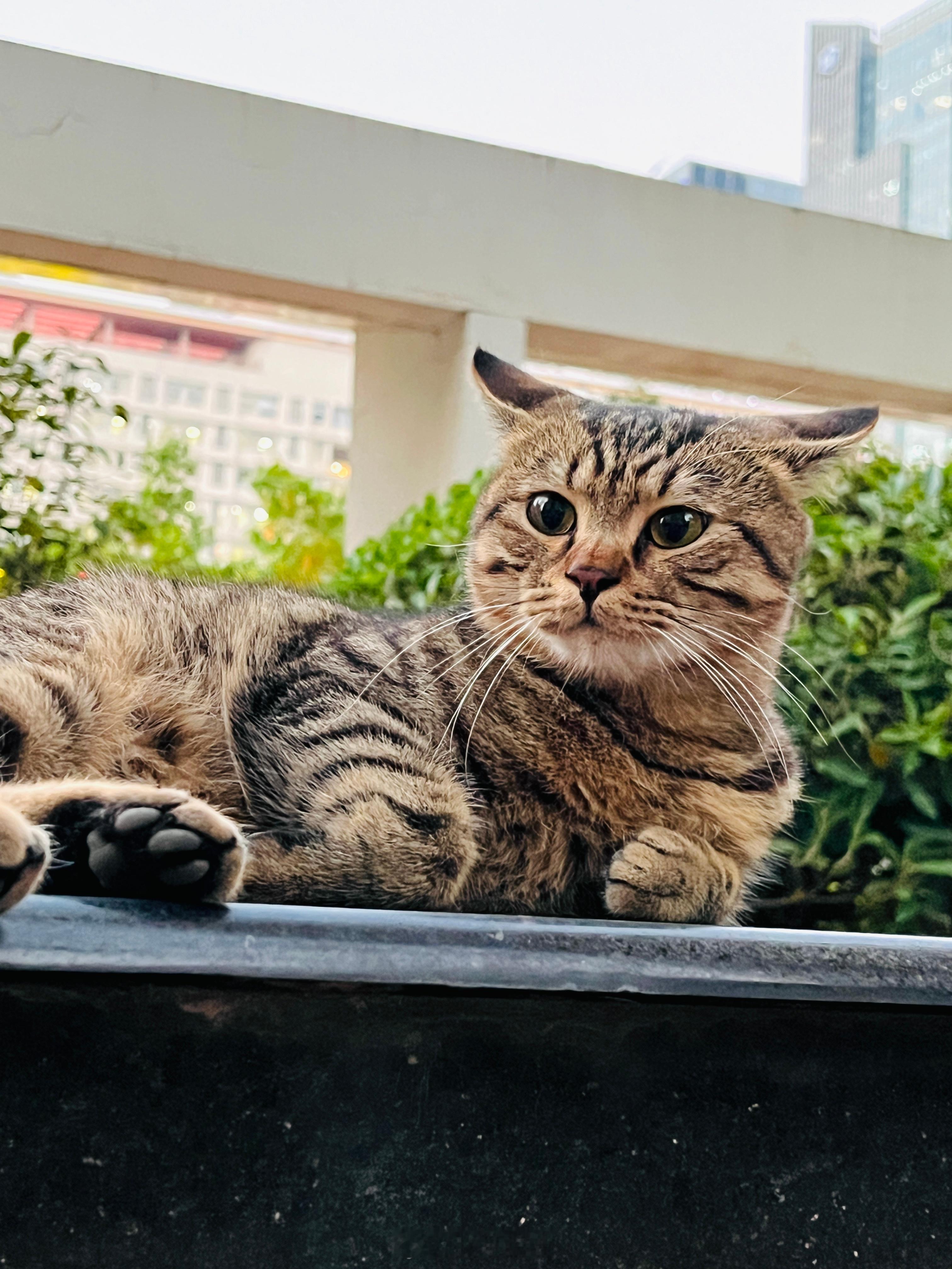小區樓下有商鋪，時不時帶貓進駐店鋪裡，養來抓老鼠用，人吃什麼就給吃什麼、也不絕育