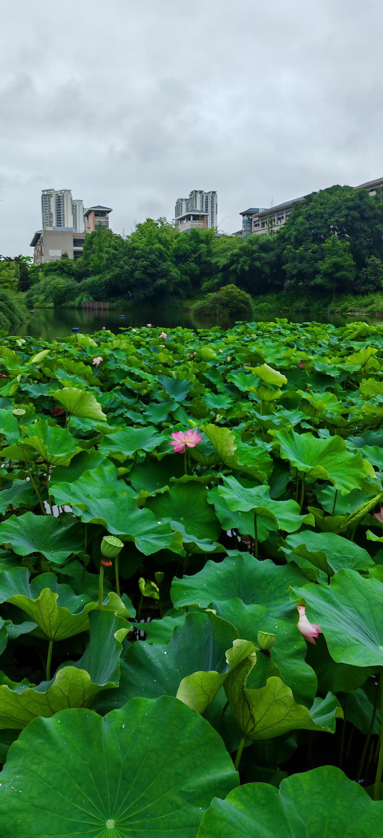 今天来重庆师范大学了，夏天把整座校园晕染得温柔又鲜活。阔大的校园铺展在绿意里，香