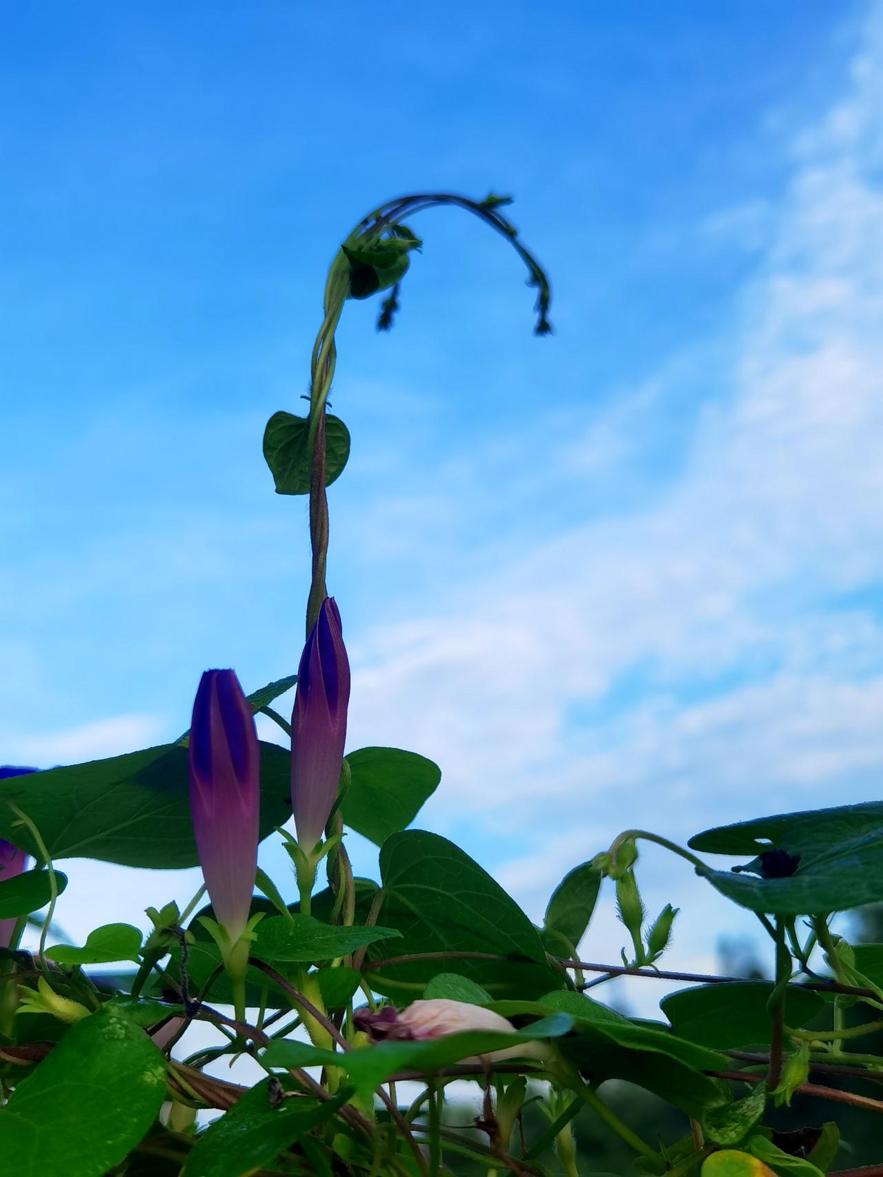 牵牛花