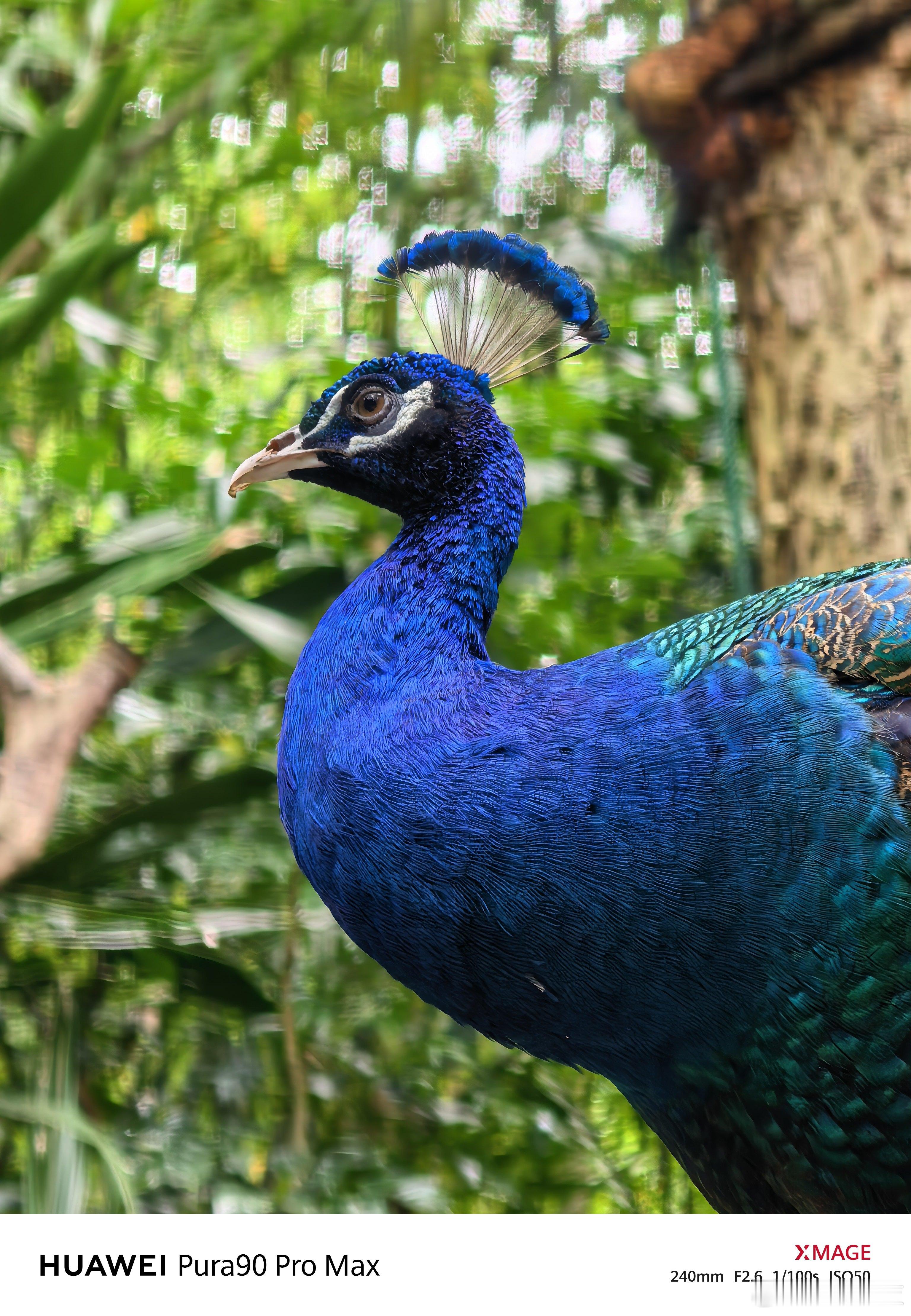 今天带着华为Pura90ProMax到广州长隆野生动物园拍了些照片，这颗新的2亿