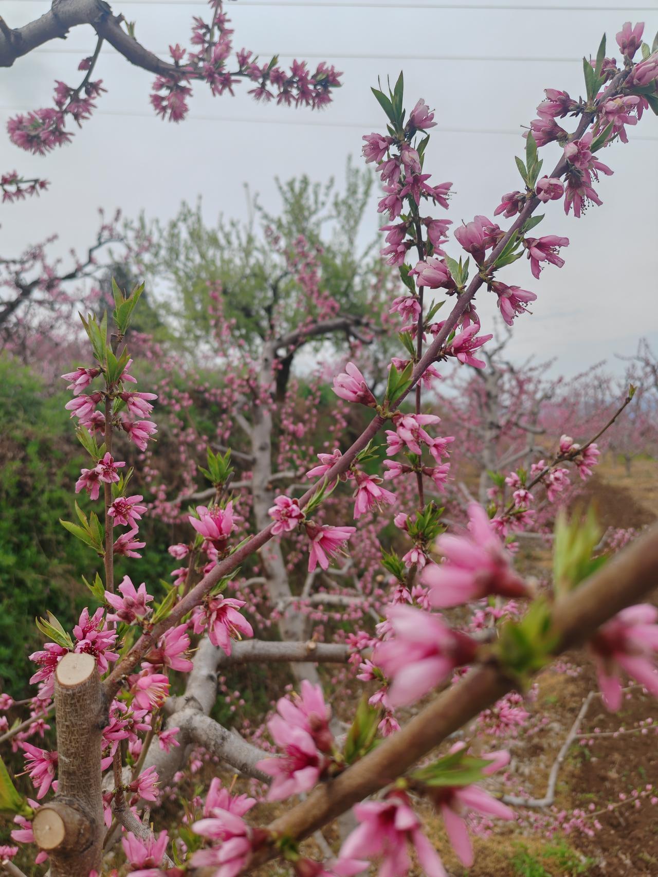孩子投的他的目标单位，迟迟不见动静，也许是为了安慰我吧，孩子每次都是风轻云淡的说